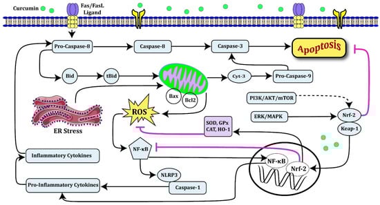 Biomolecules 12 00082 g002 550