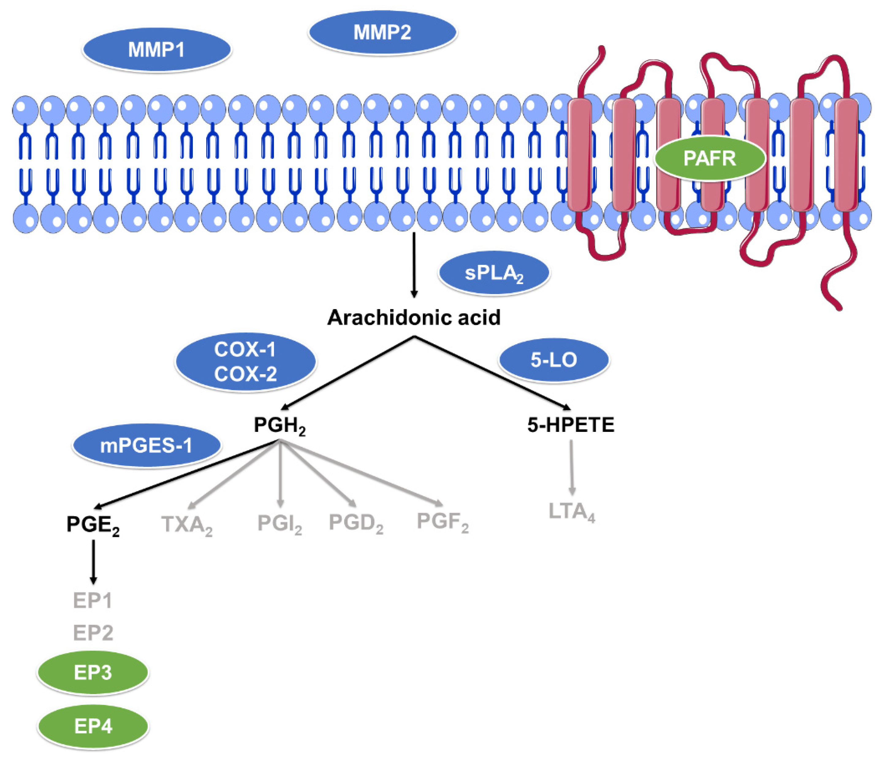 Biomolecules 12 00099 g002 Biomolecules 12 00099 g002