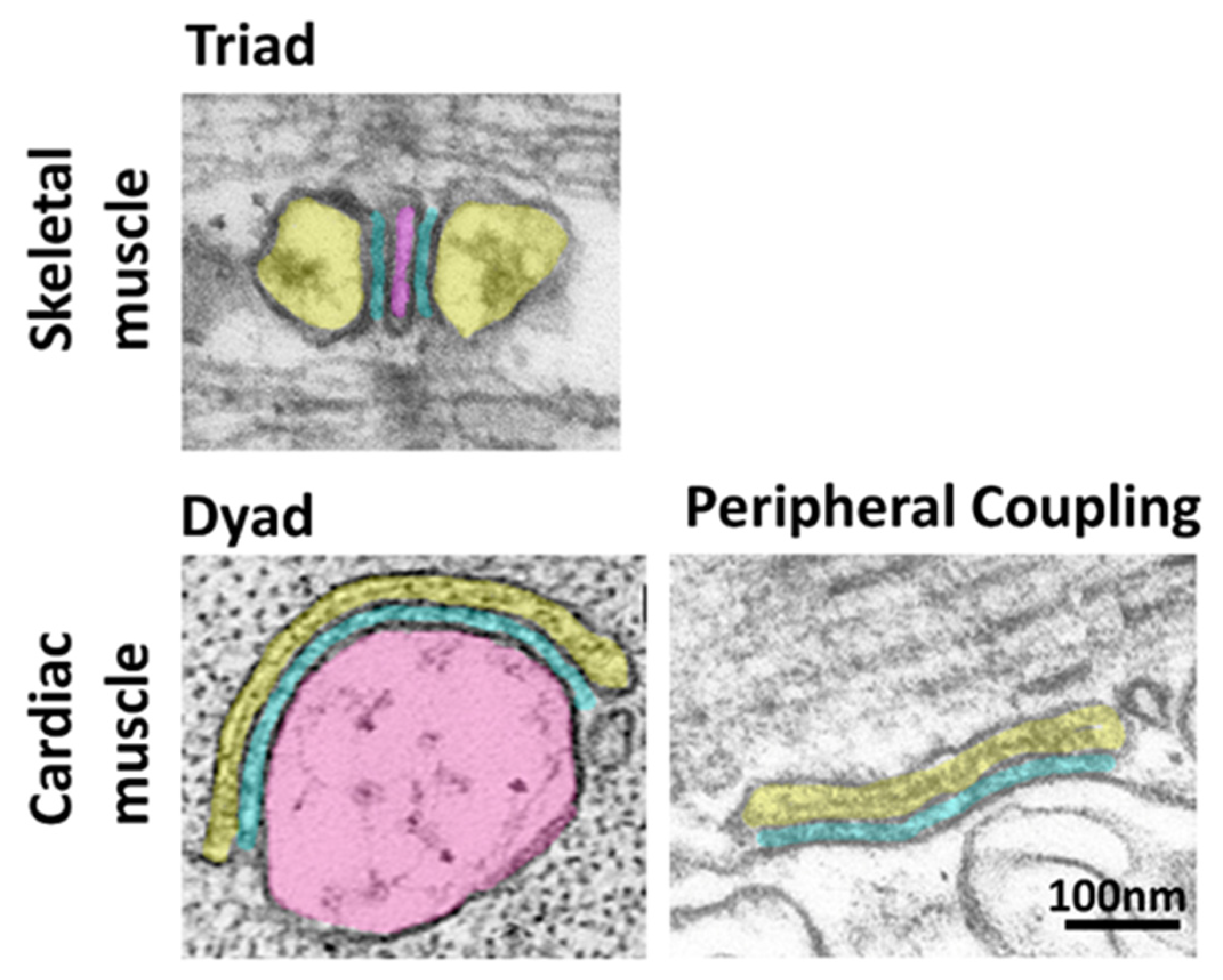 Biomolecules 12 00109 g001