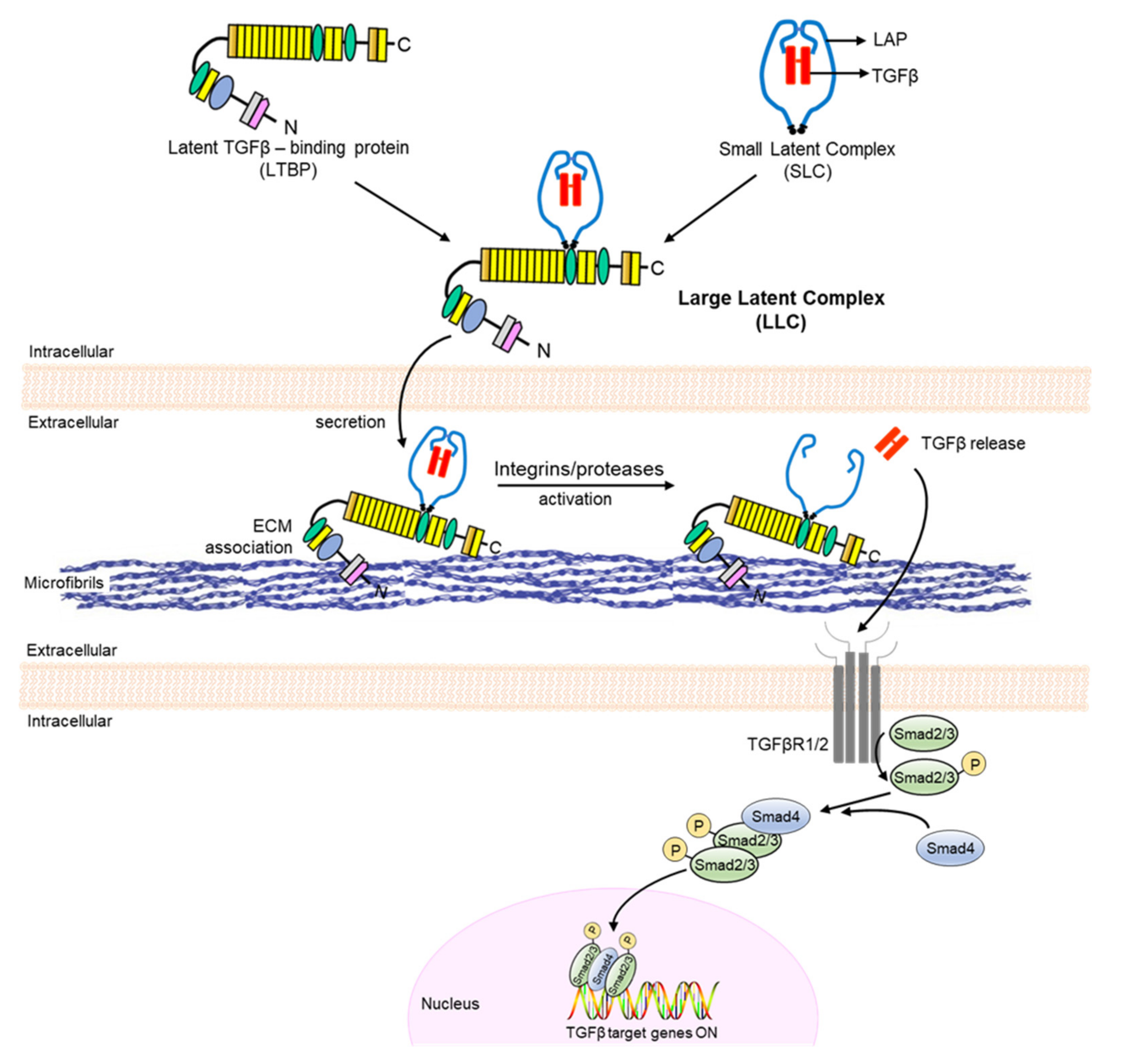 Biomolecules 12 00128 g002 Biomolecules 12 00128 g002