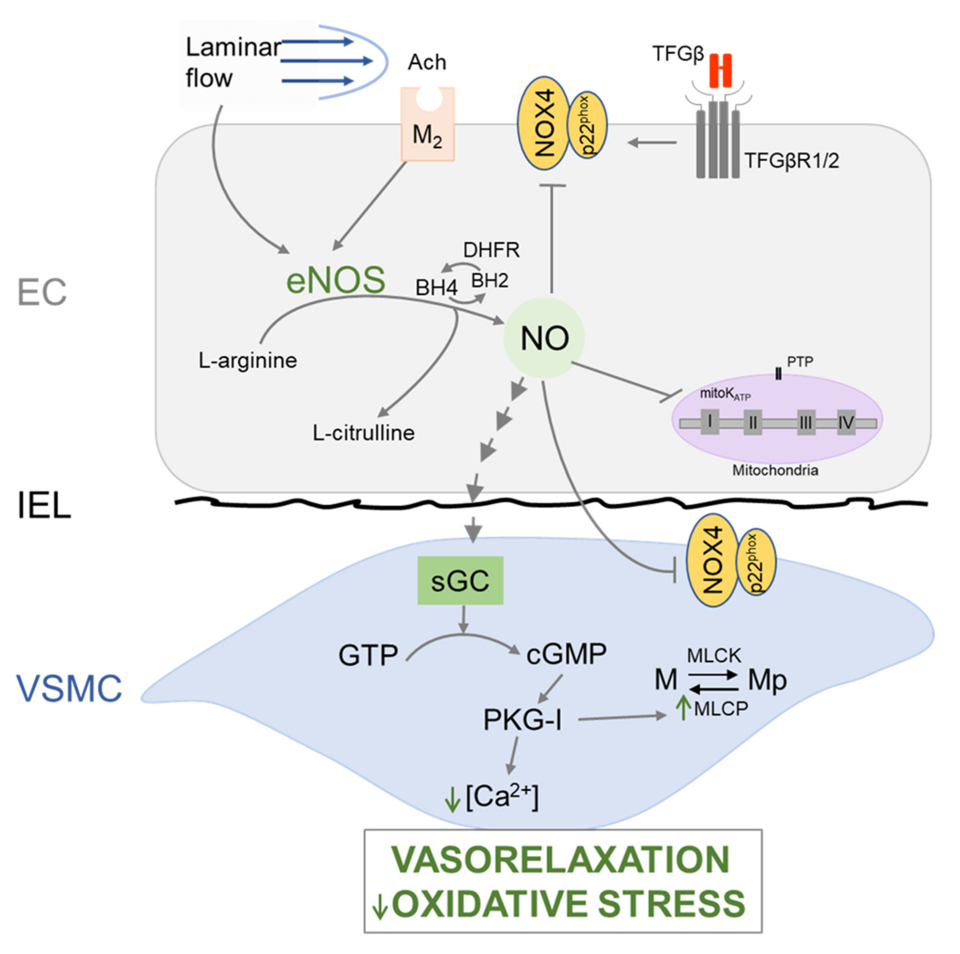 Biomolecules 12 00128 g003 Biomolecules 12 00128 g003