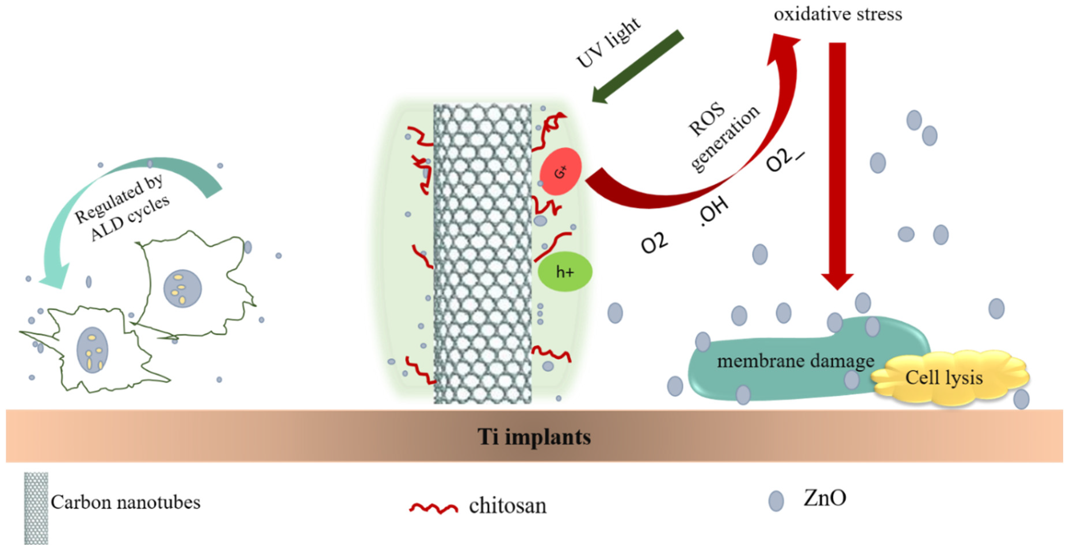 Biomolecules 12 00155 g001