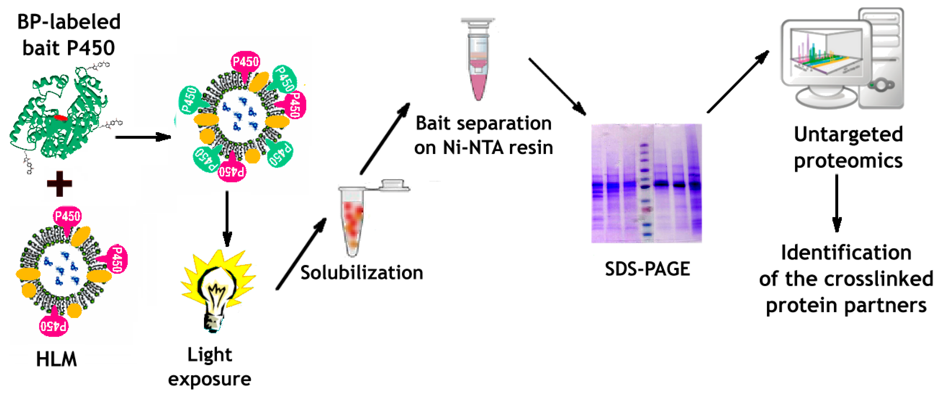 Biomolecules 12 00185 g001 Biomolecules 12 00185 g001