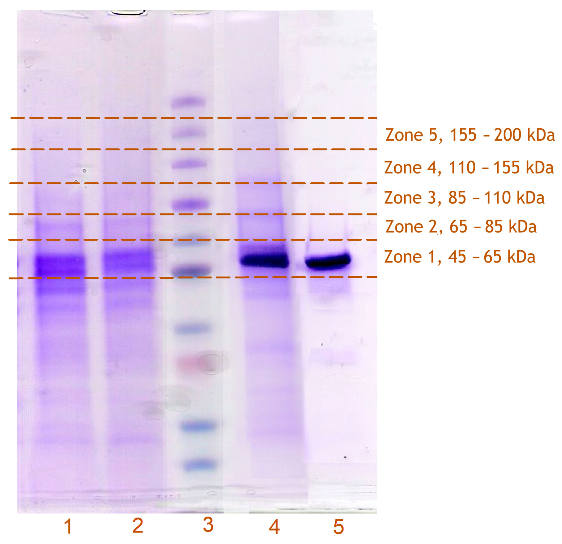 Biomolecules 12 00185 g004 Biomolecules 12 00185 g004