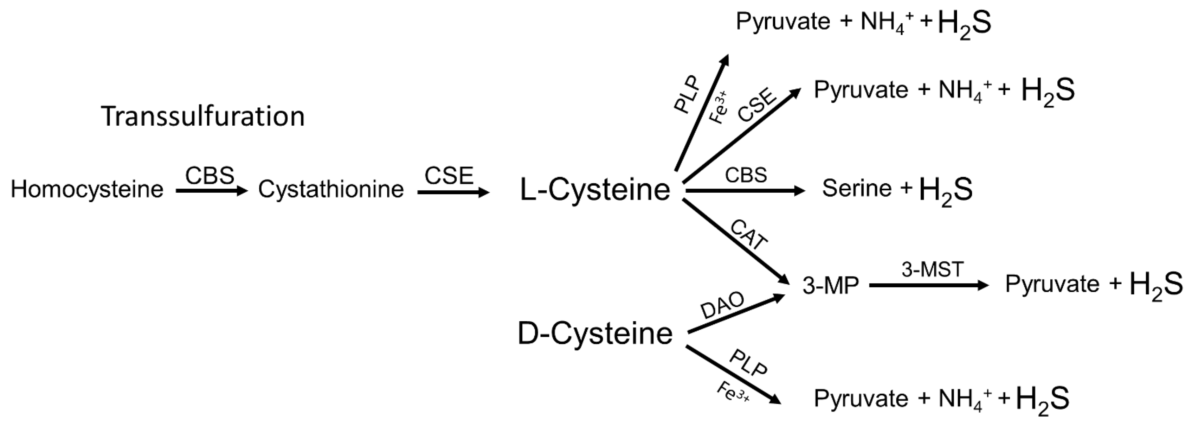 Biomolecules 12 00207 g001
