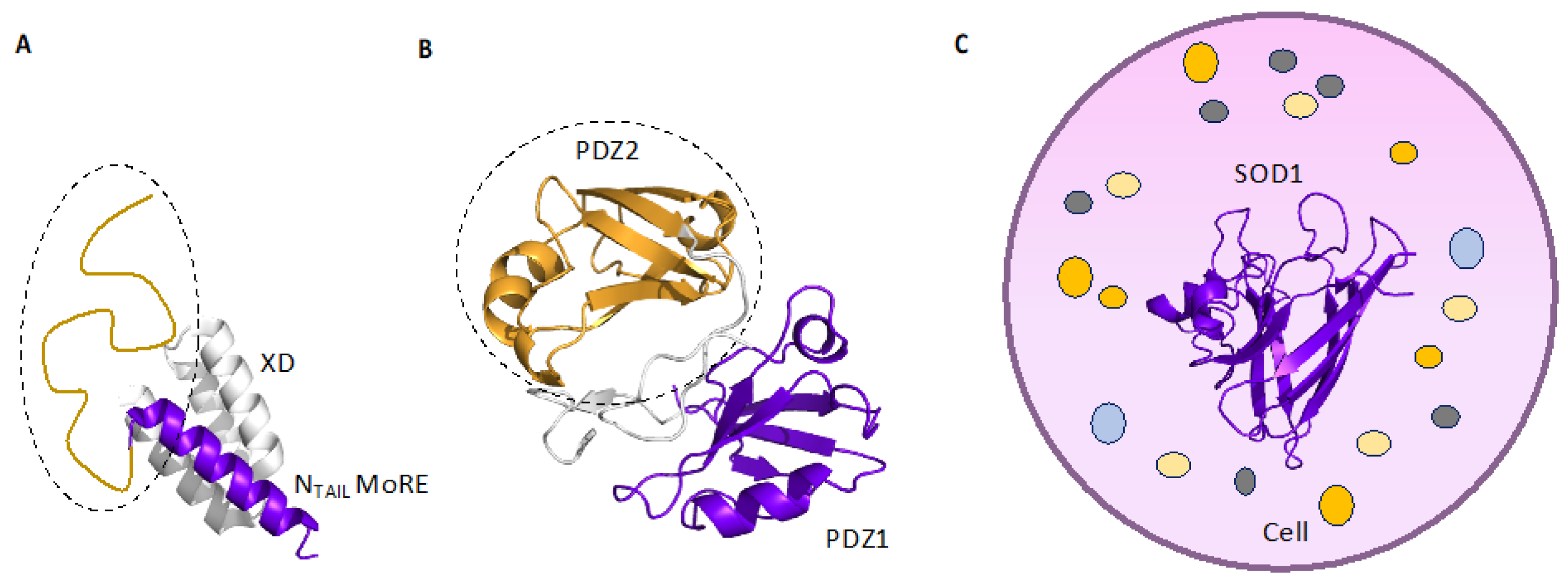 On the Effects of Disordered Tails, Supertertiary Structure and Quinary ...