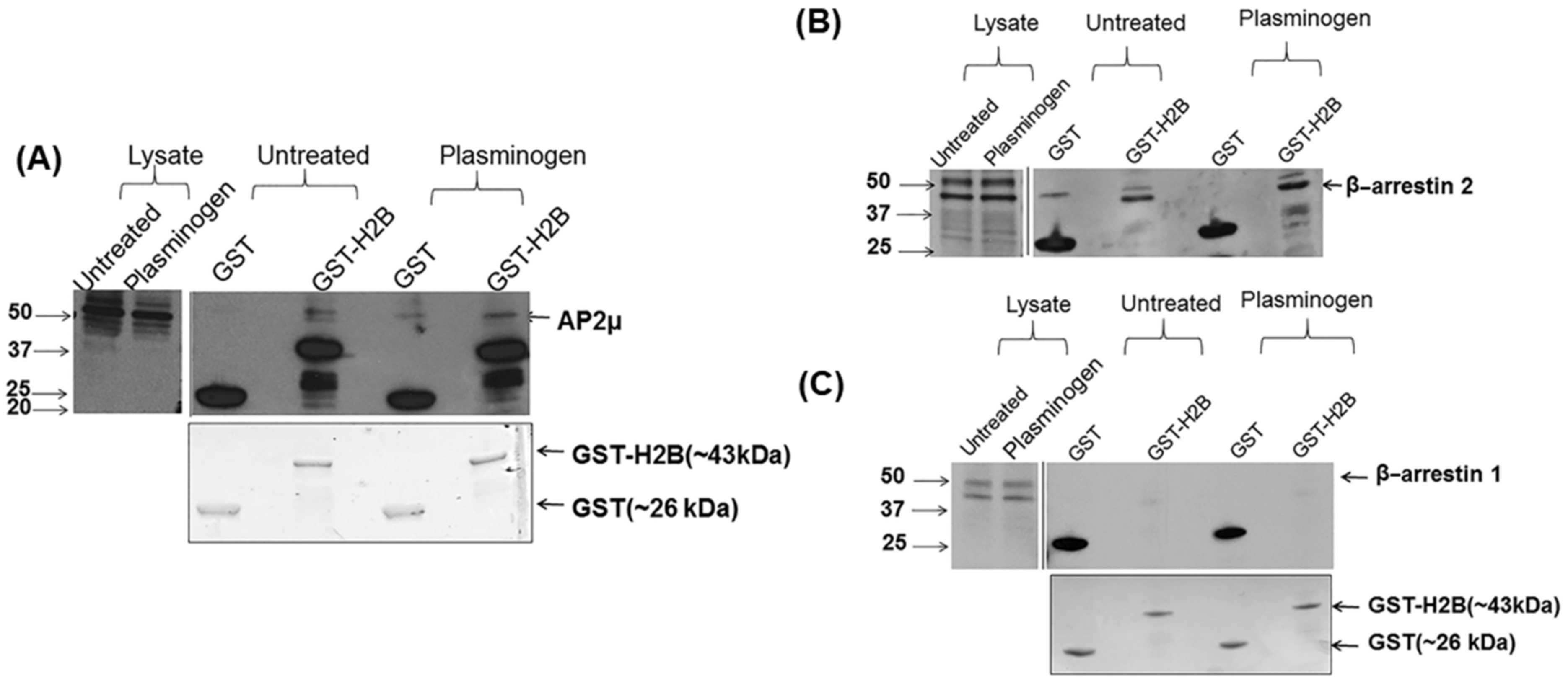 Biomolecules 12 00211 g005