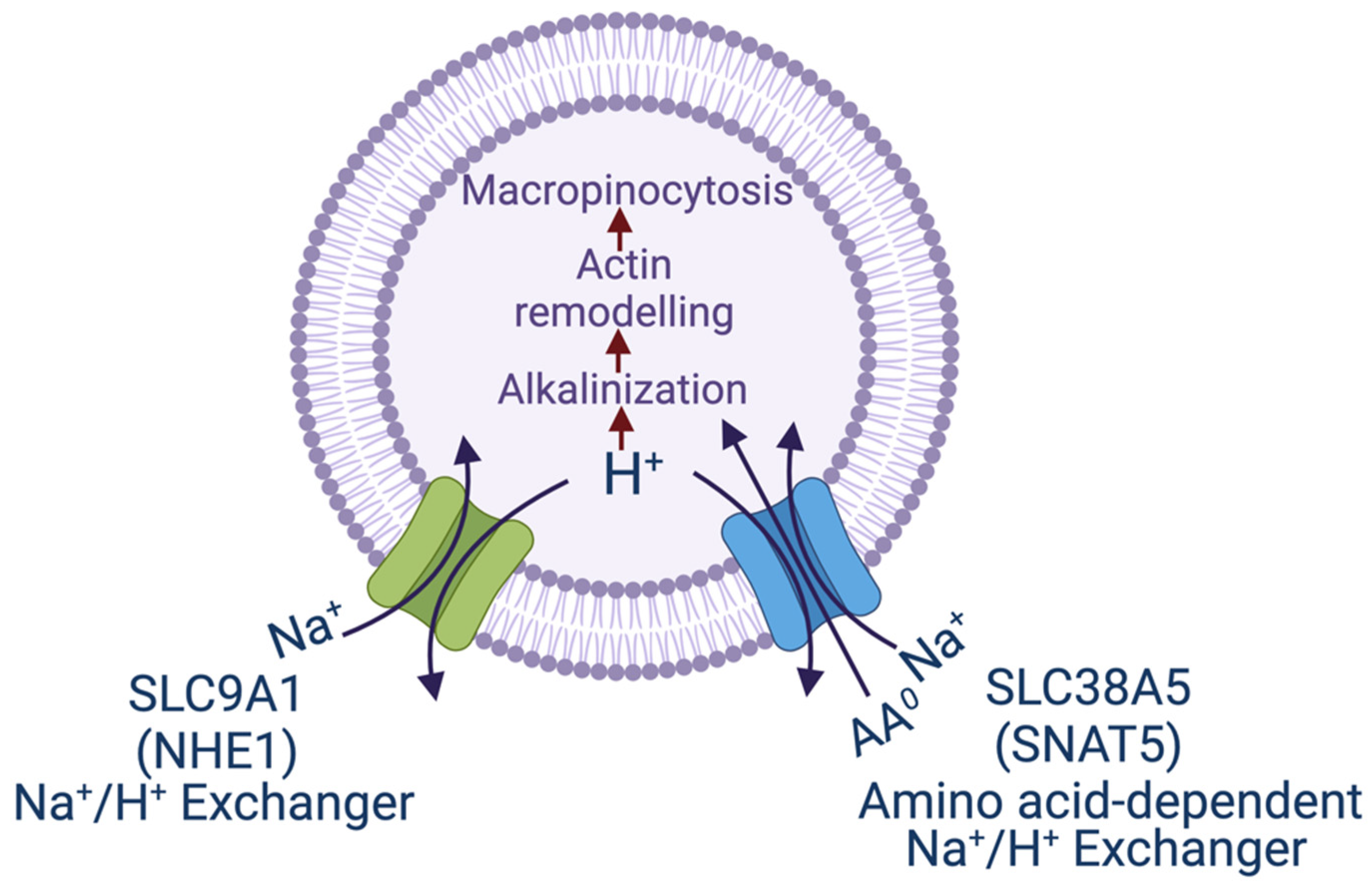 Biomolecules 12 00235 g001