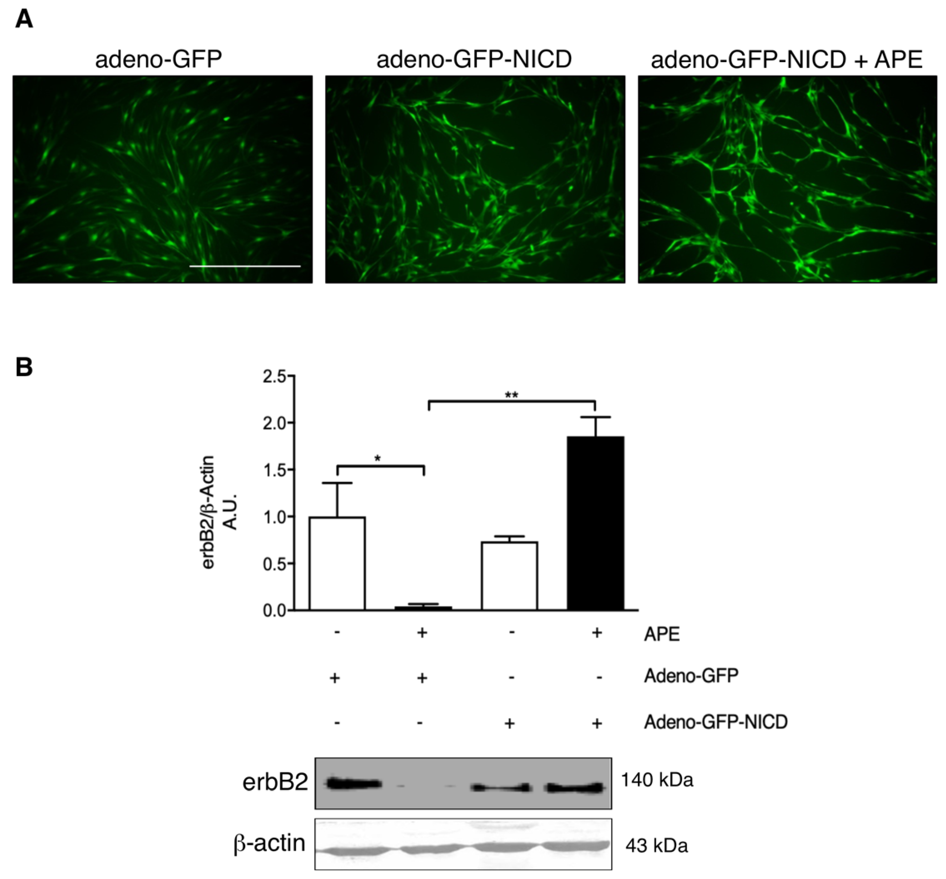 Biomolecules 12 00239 g005
