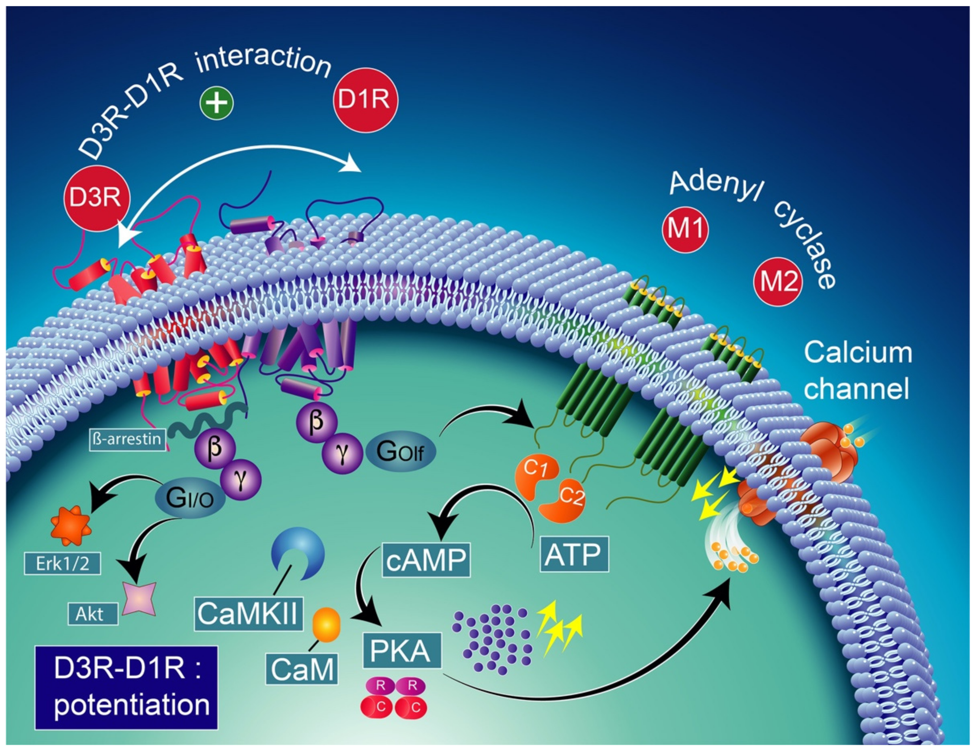 Biomolecules 12 00243 g004