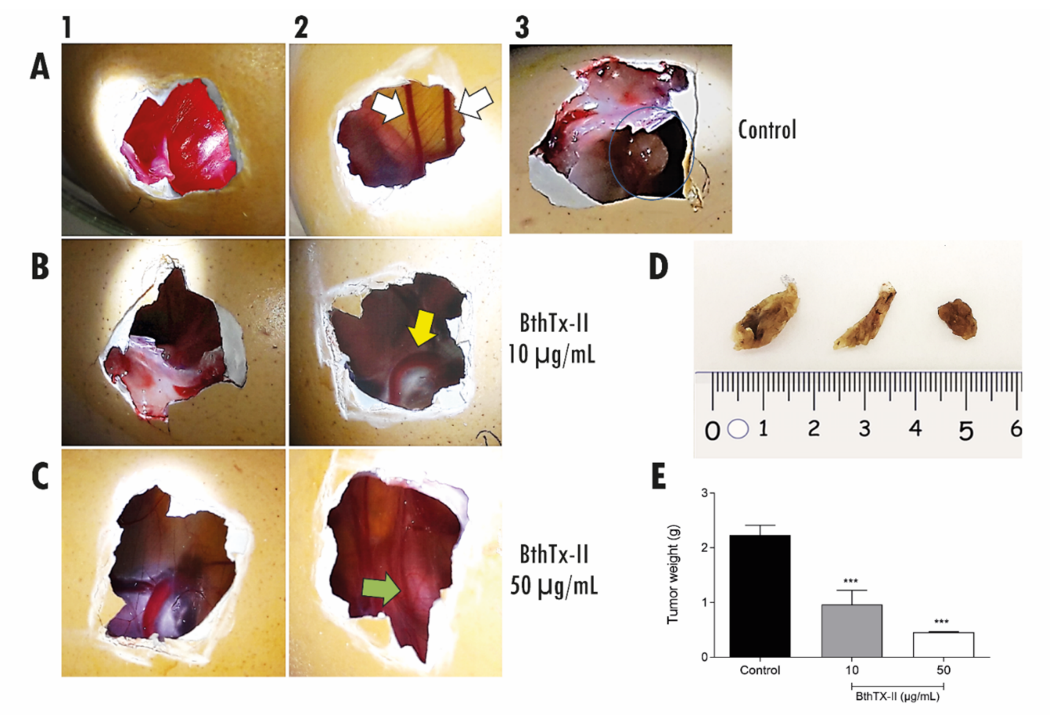 Biomolecules 12 00258 g007