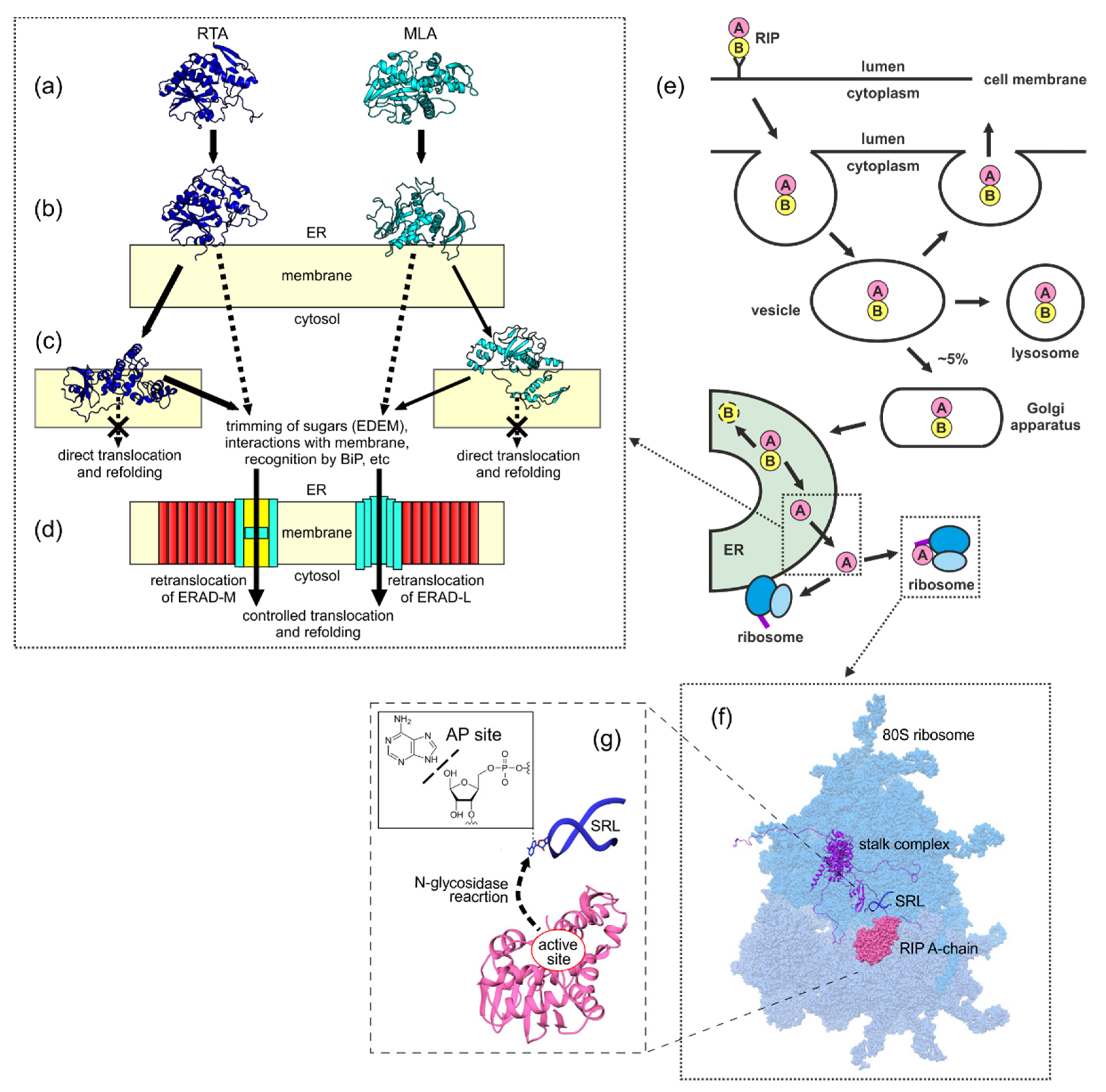 Biomolecules 12 00295 g008