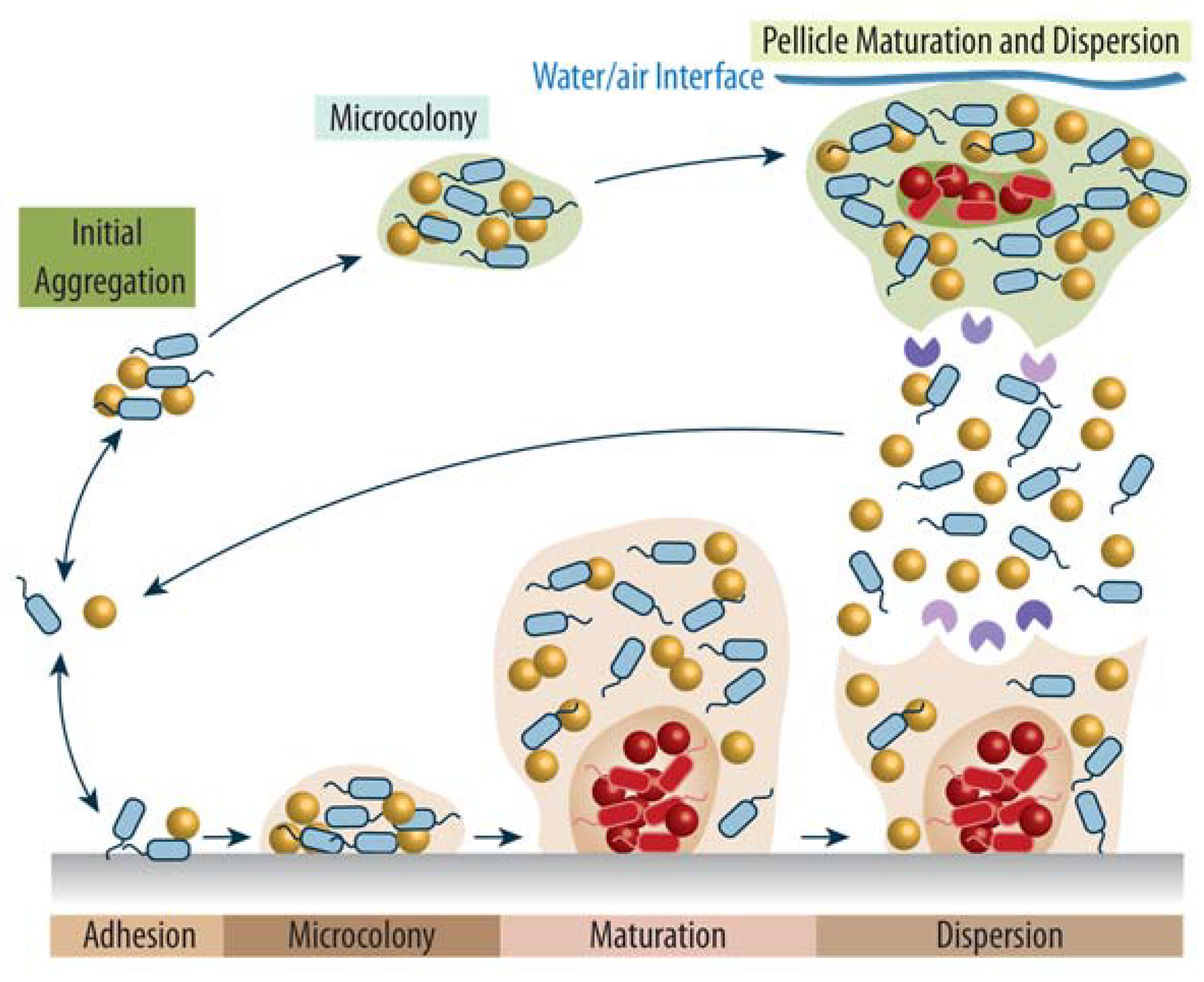 Biomolecules 12 00306 g001