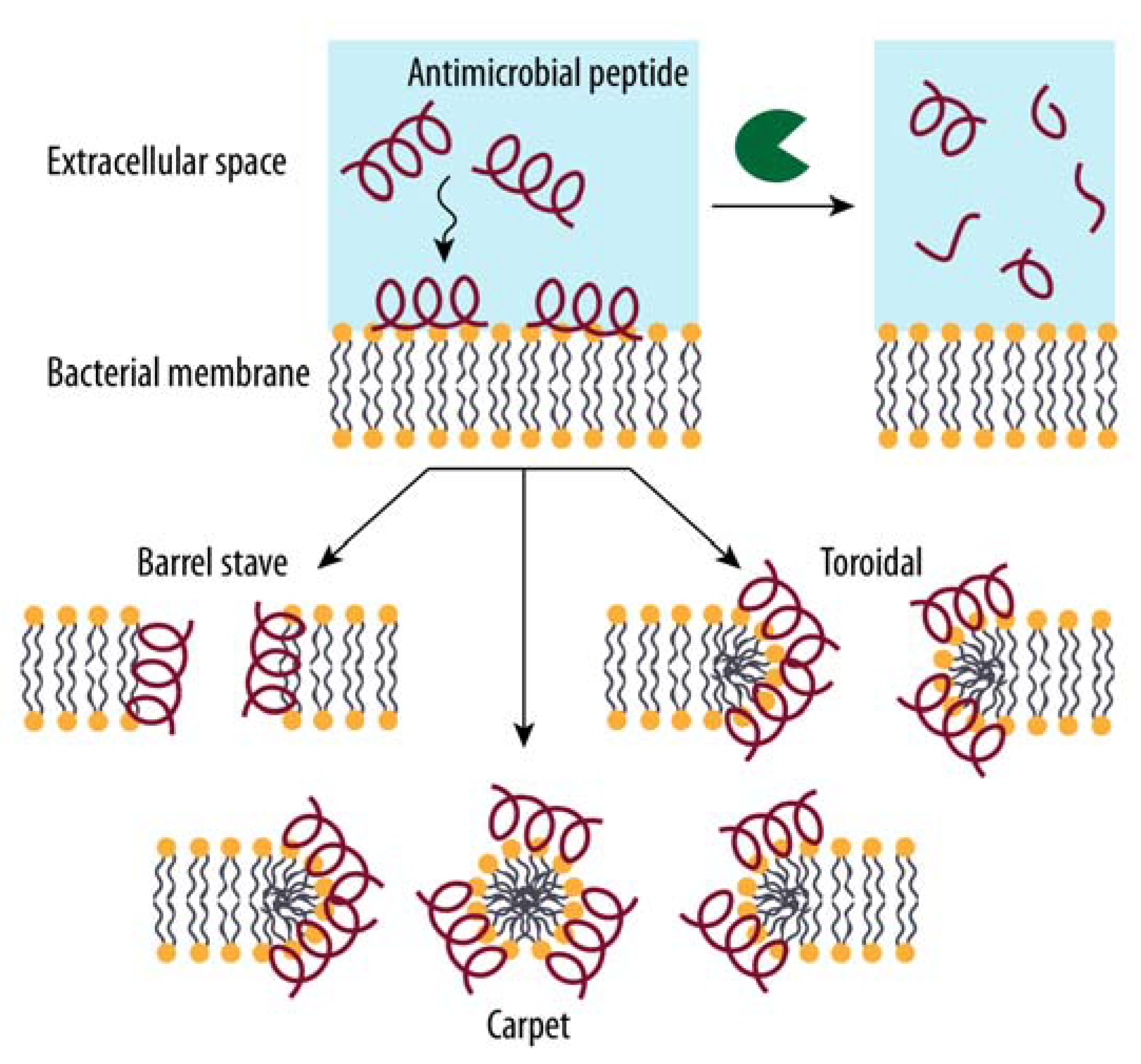 Biomolecules 12 00306 g004