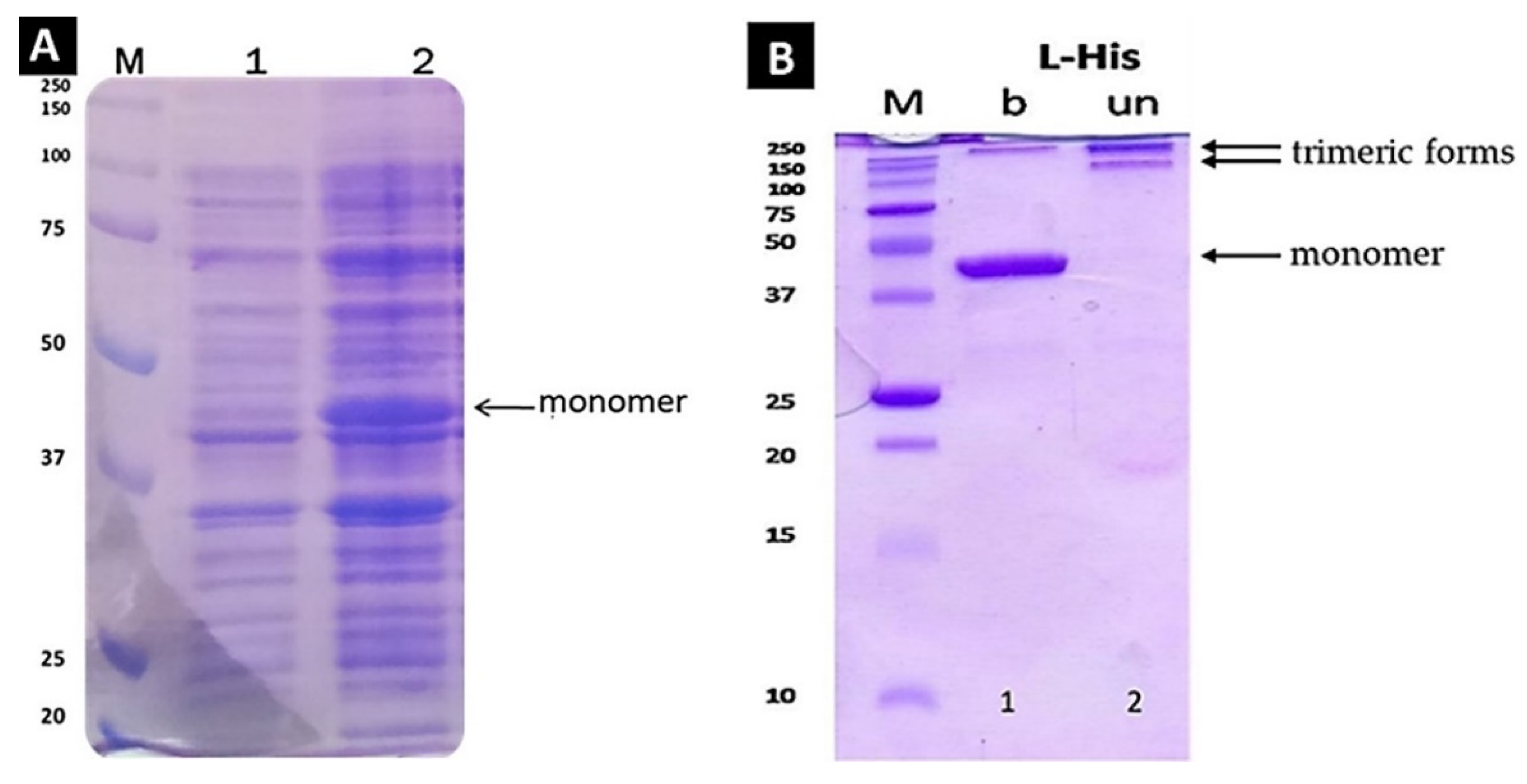 Biomolecules 12 00308 g002