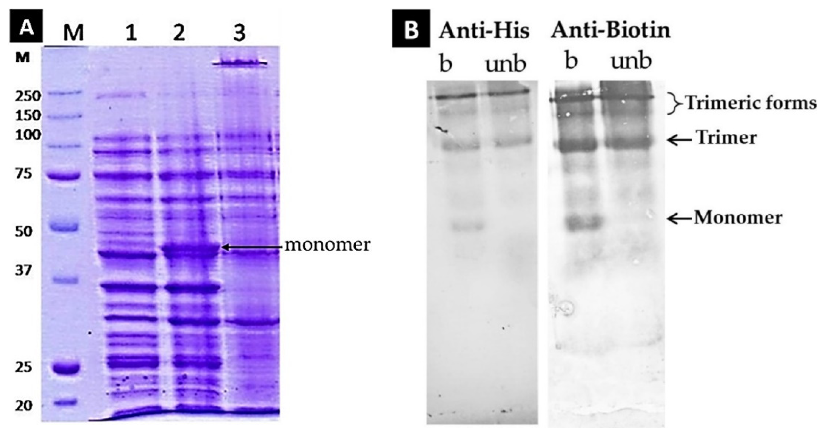 Biomolecules 12 00308 g003