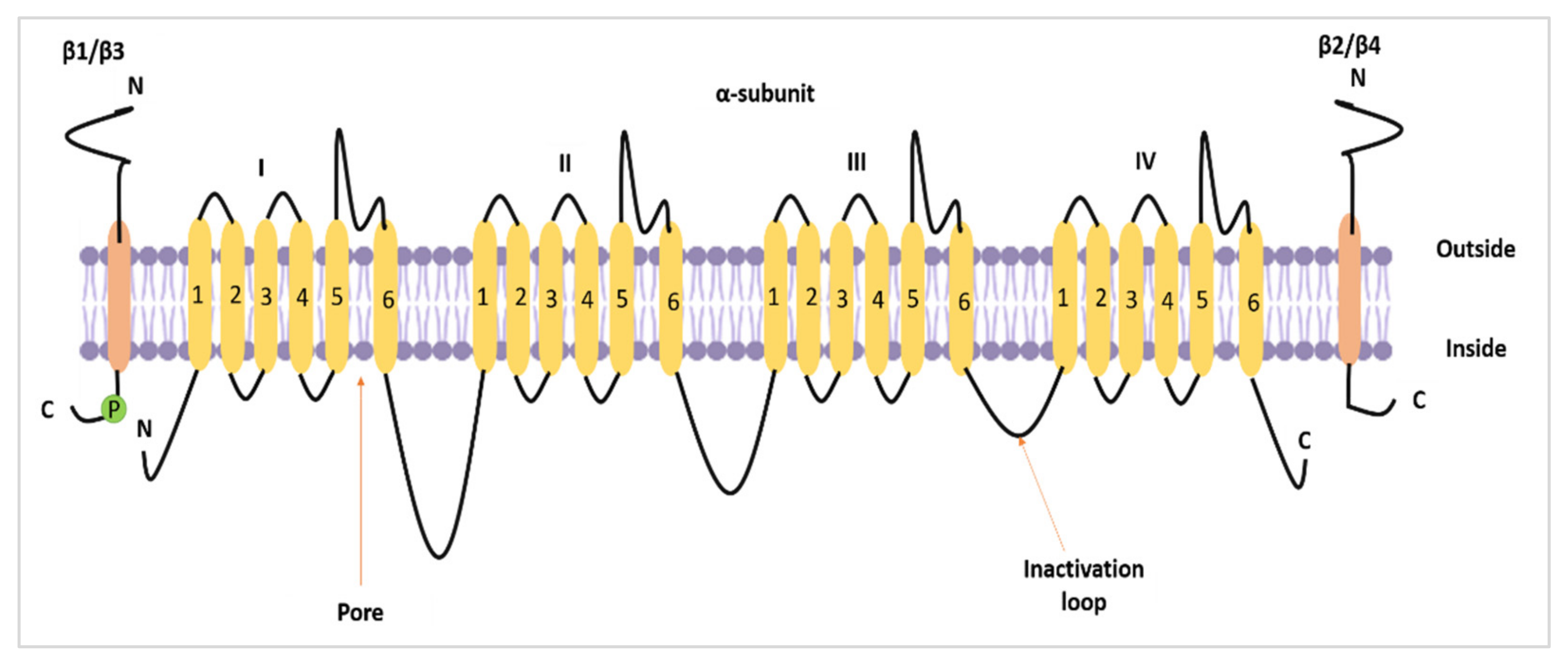 Biomolecules 12 00310 g001