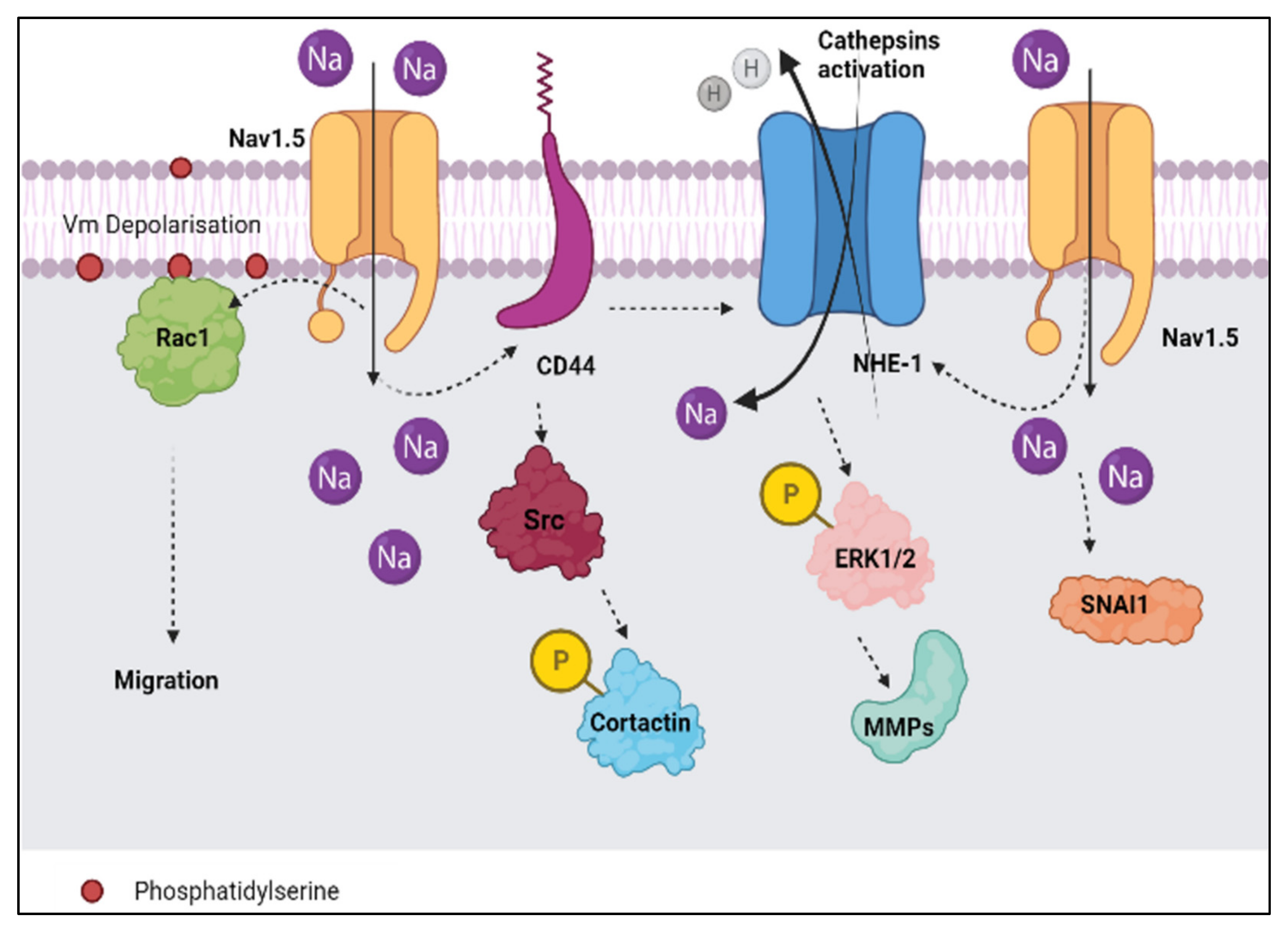 Biomolecules 12 00310 g003