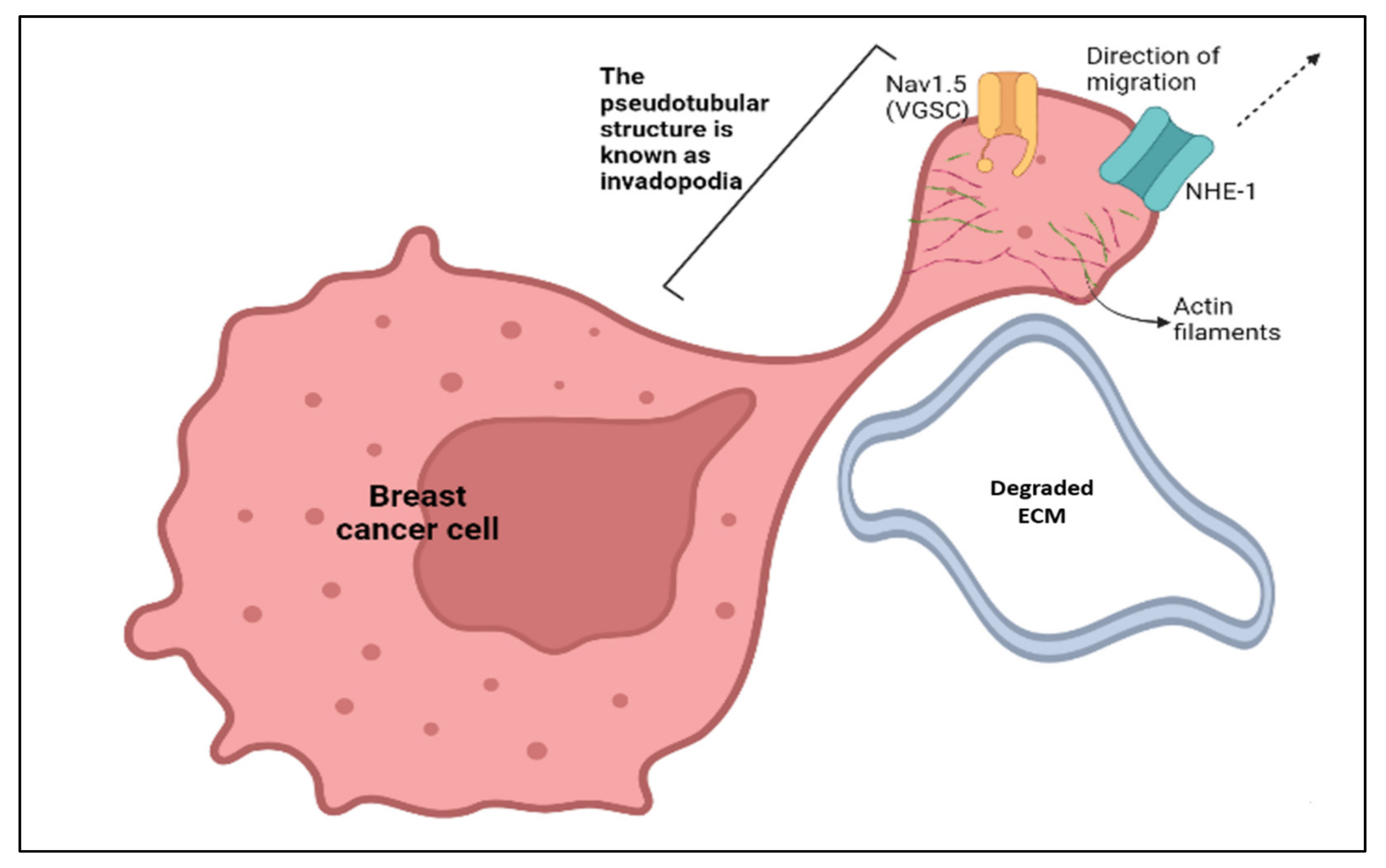Biomolecules 12 00310 g004