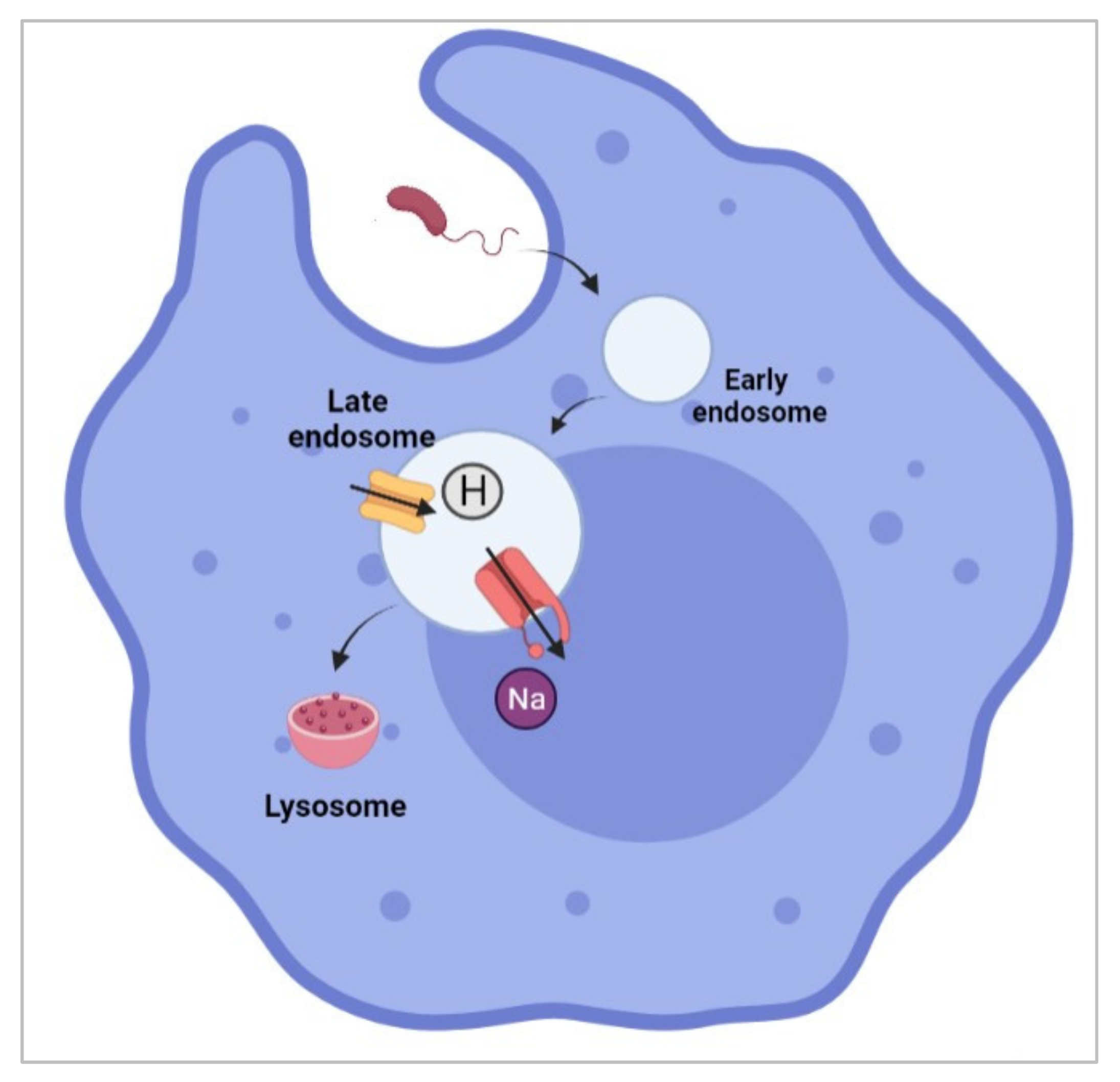 Biomolecules 12 00310 g006