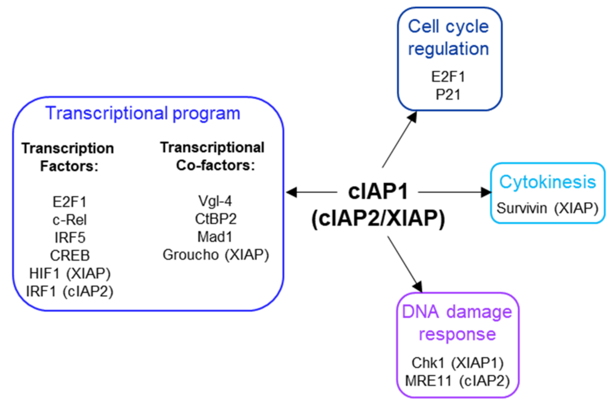 Biomolecules 12 00322 g005