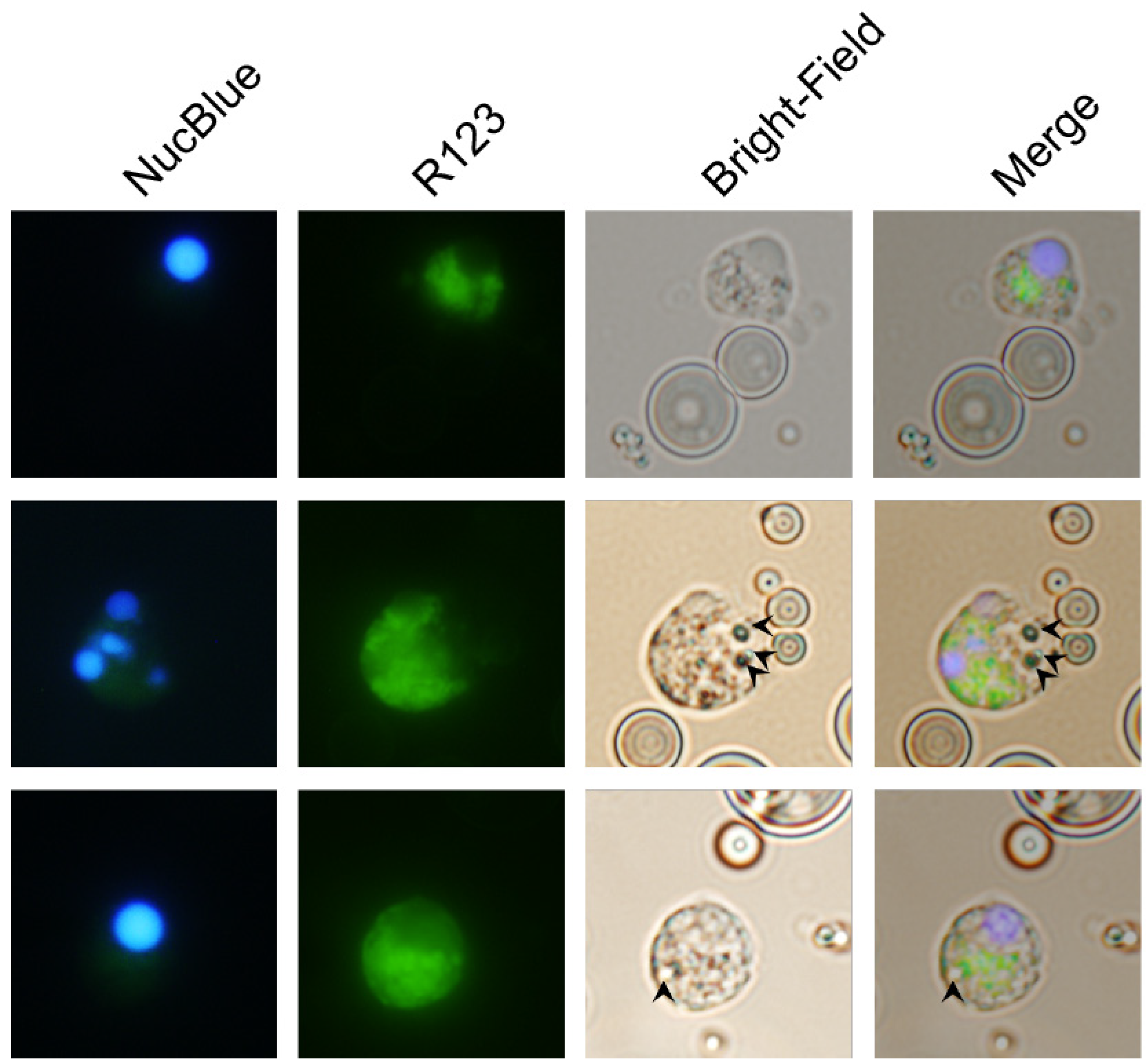 Biomolecules 12 00326 g004
