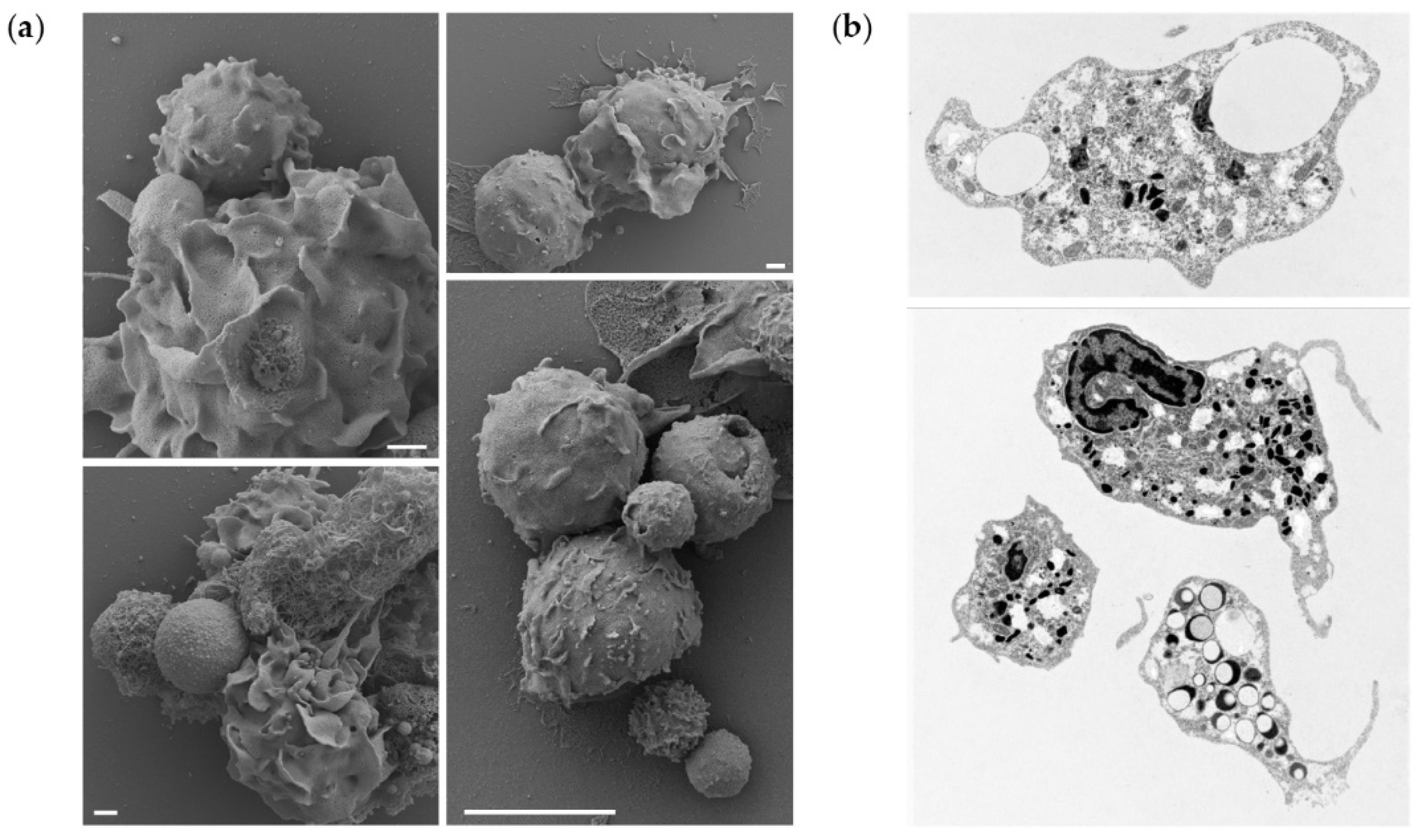 Biomolecules 12 00326 g005