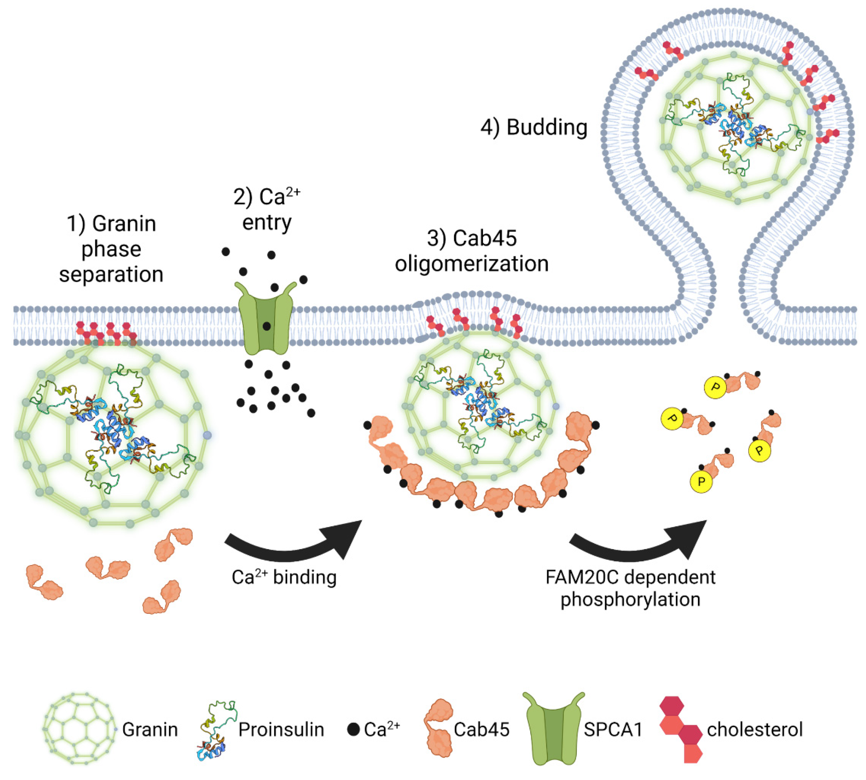 Biomolecules 12 00335 g006