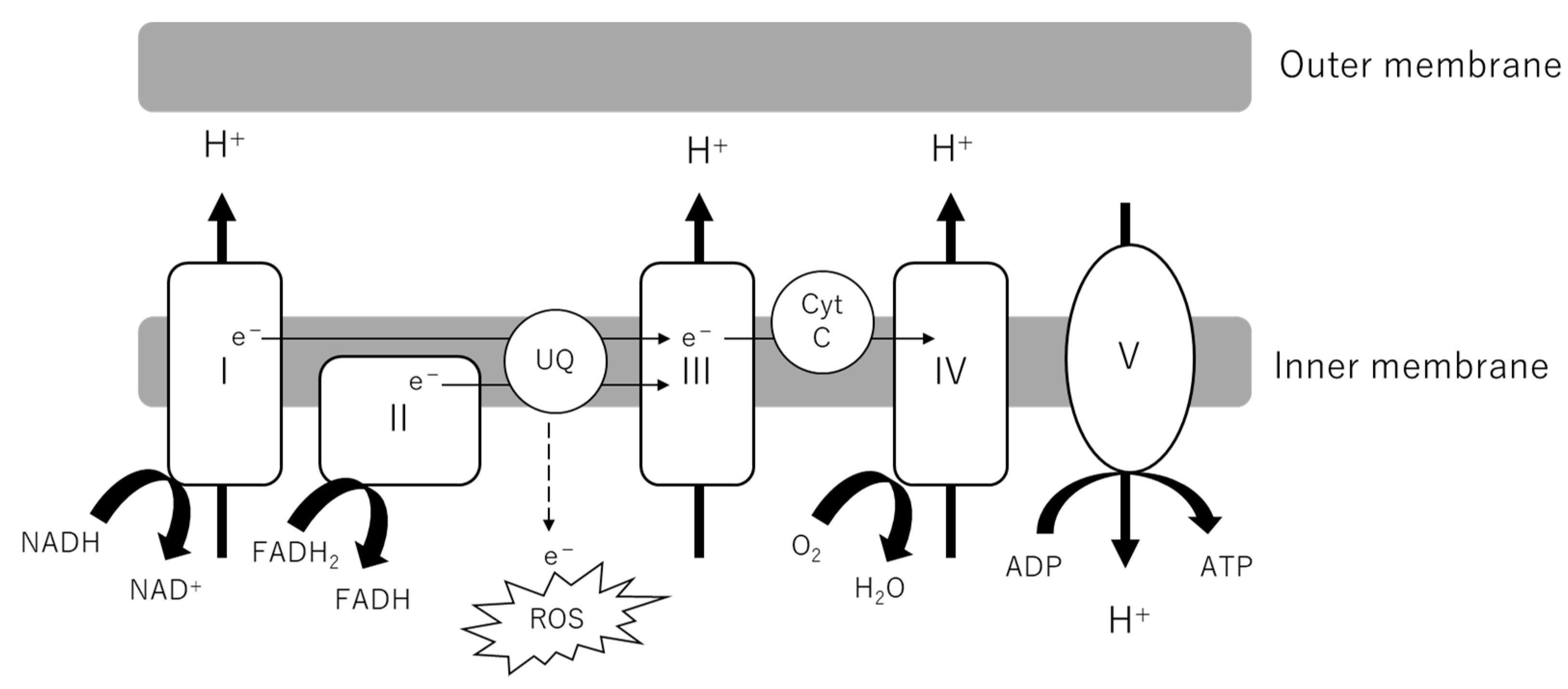 Biomolecules 12 00351 g002