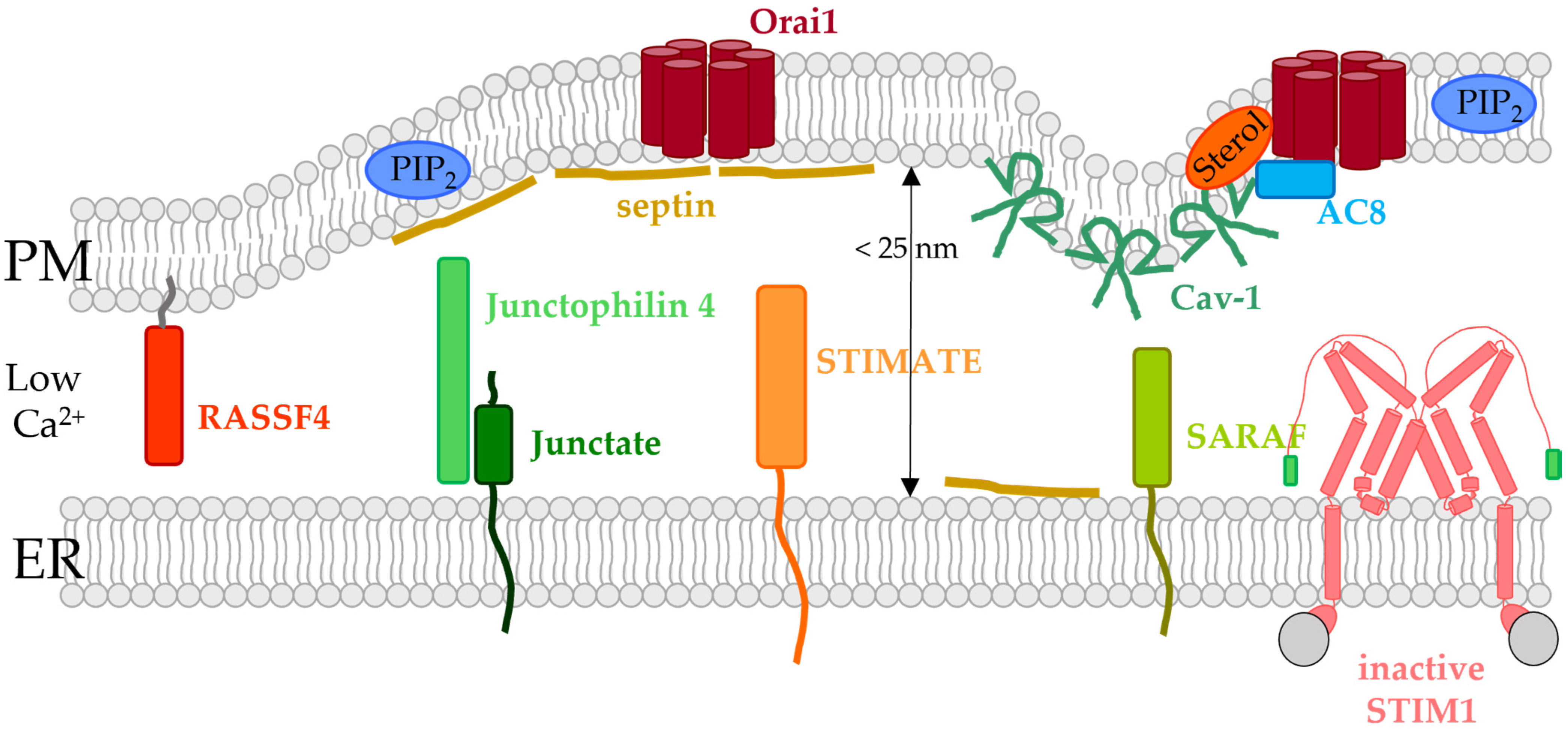 Biomolecules 12 00352 g004