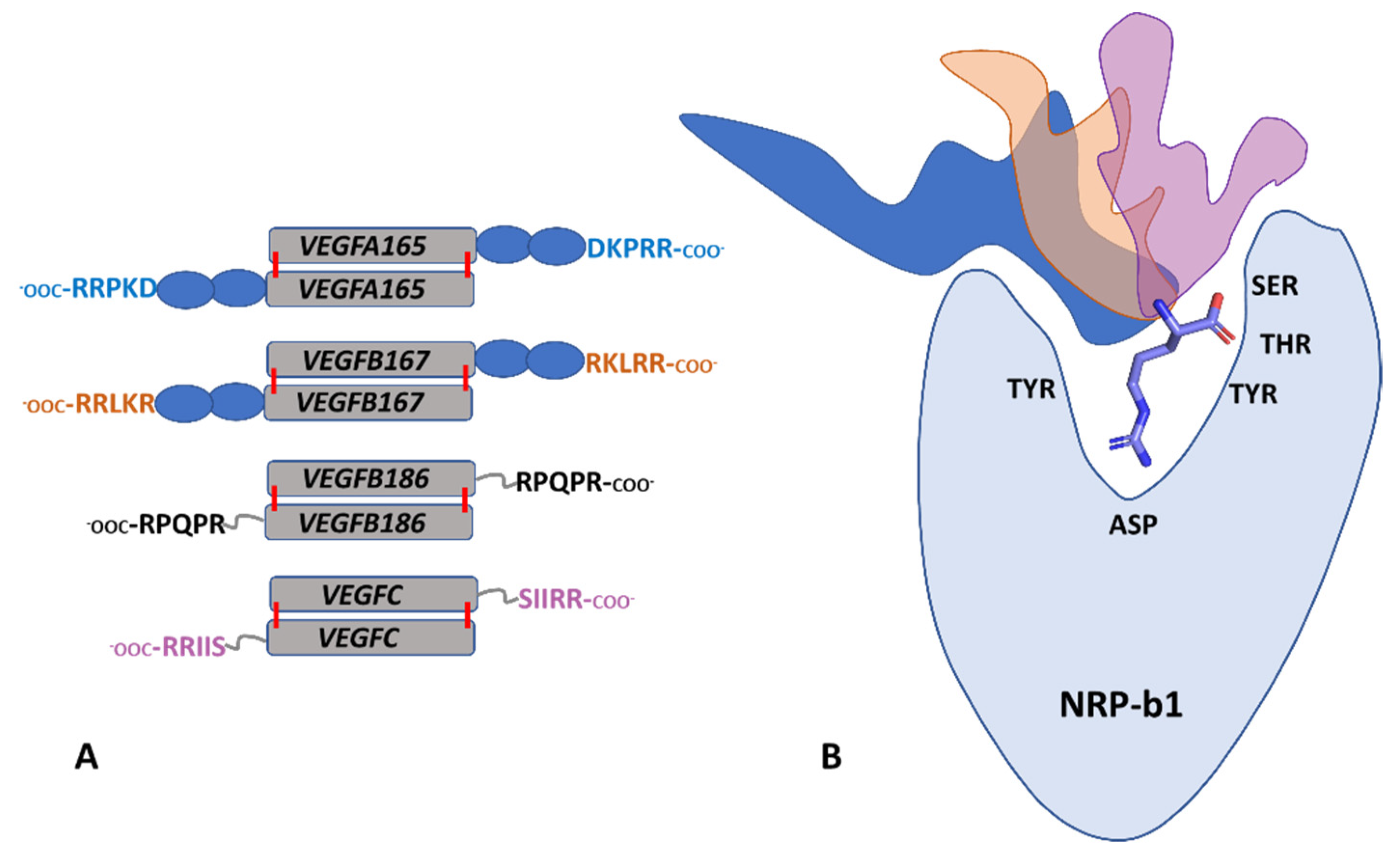 Biomolecules 12 00372 g007
