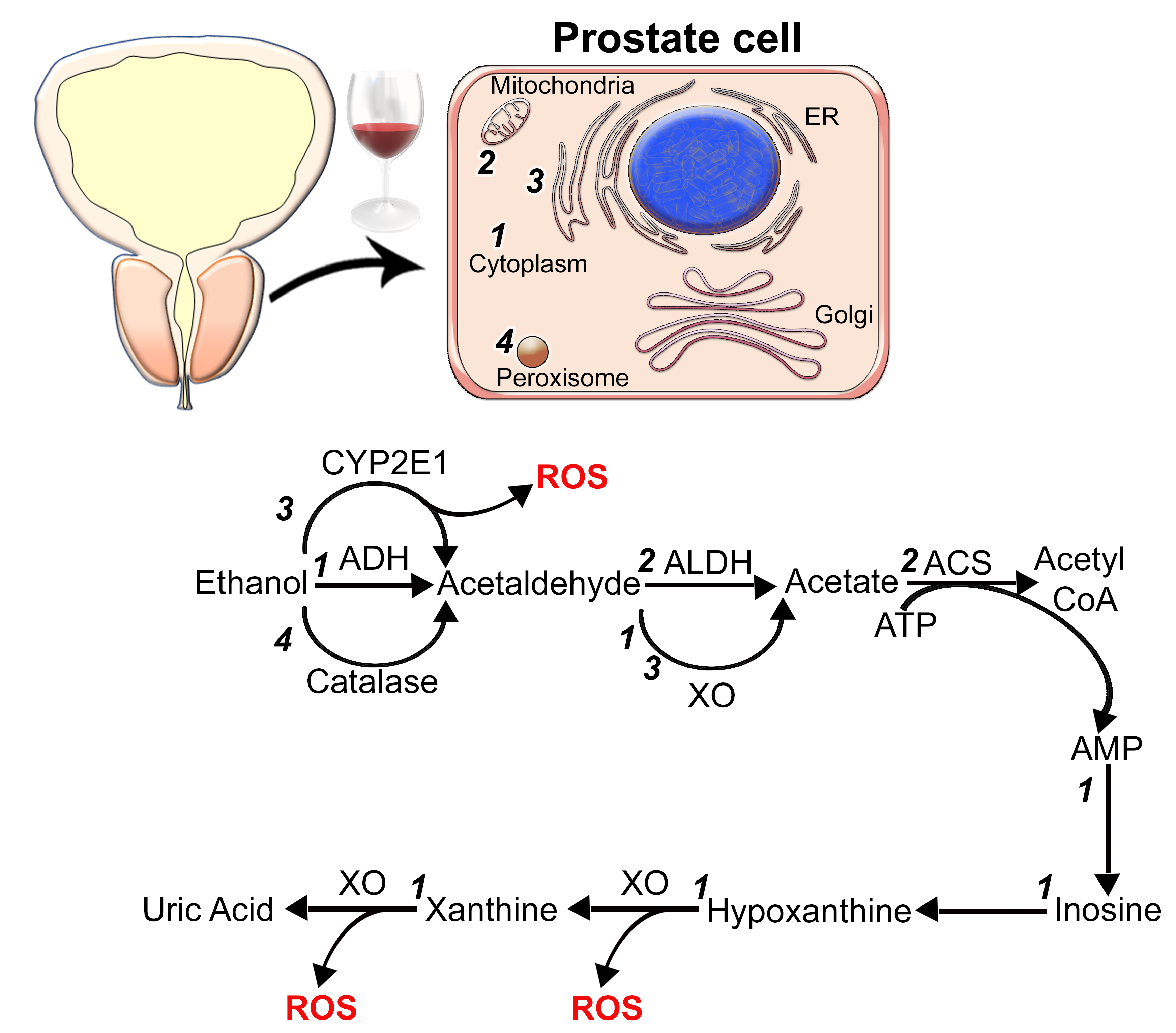 Biomolecules 12 00375 g001 Biomolecules 12 00375 g001