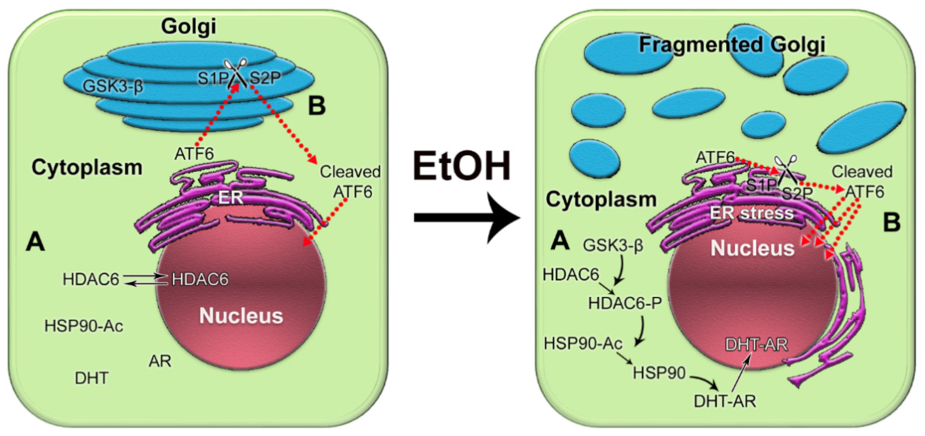 Biomolecules 12 00375 g004 Biomolecules 12 00375 g004