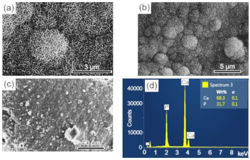 Biomolecules 12 00383 g010
