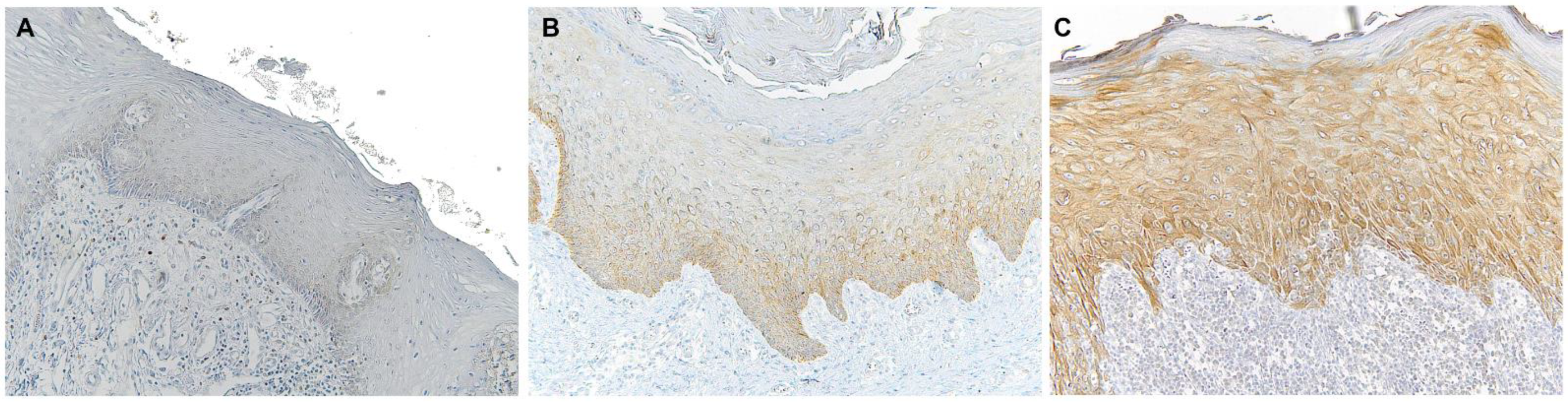 Biomolecules 12 00385 g001