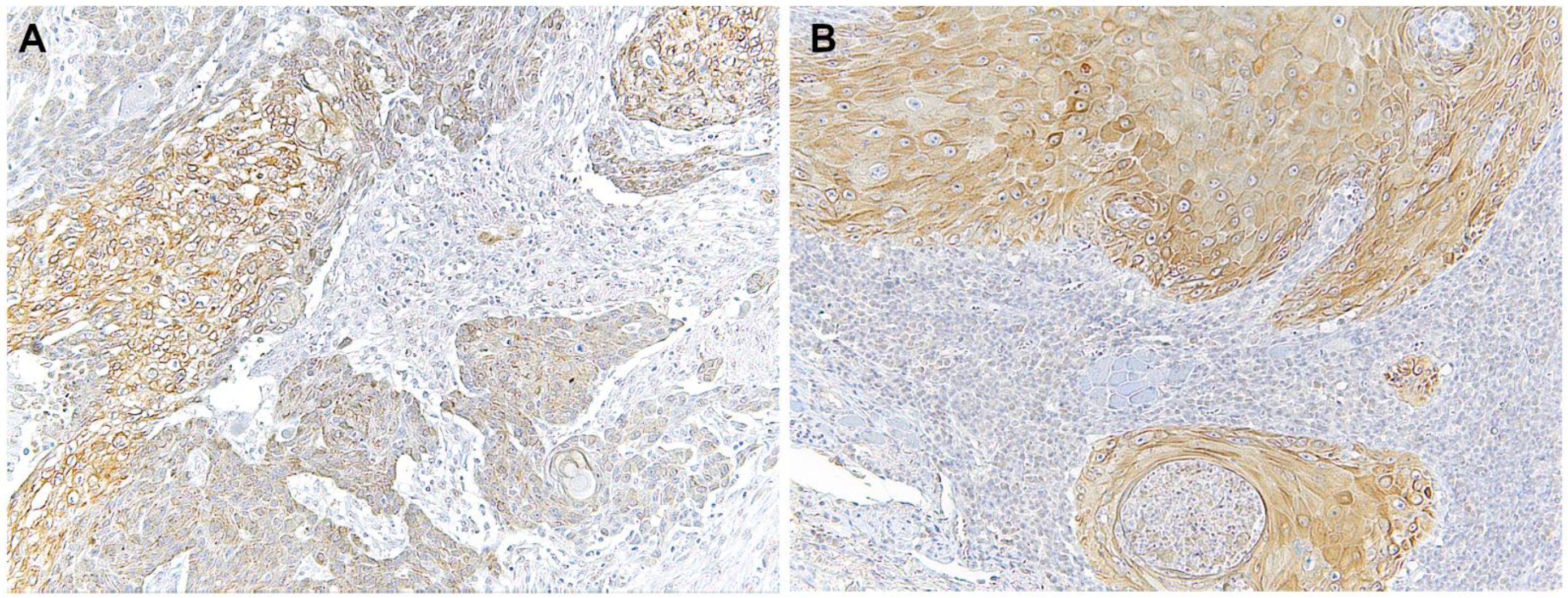 Biomolecules 12 00385 g002