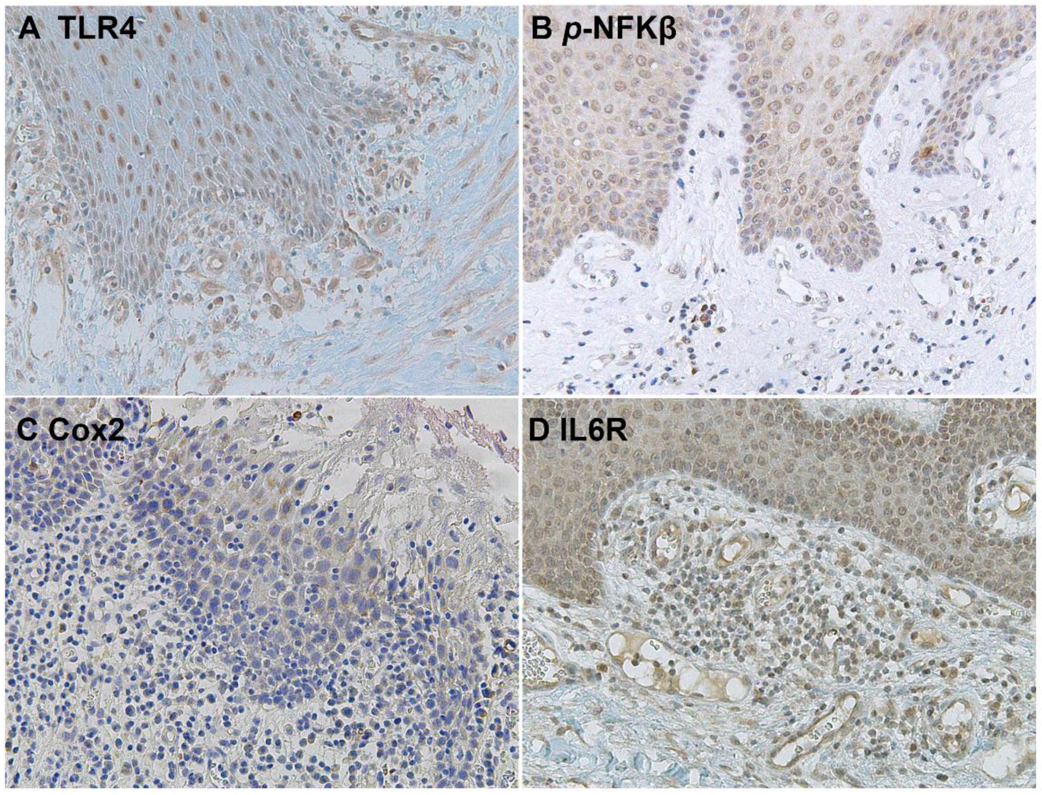 Biomolecules 12 00385 g005