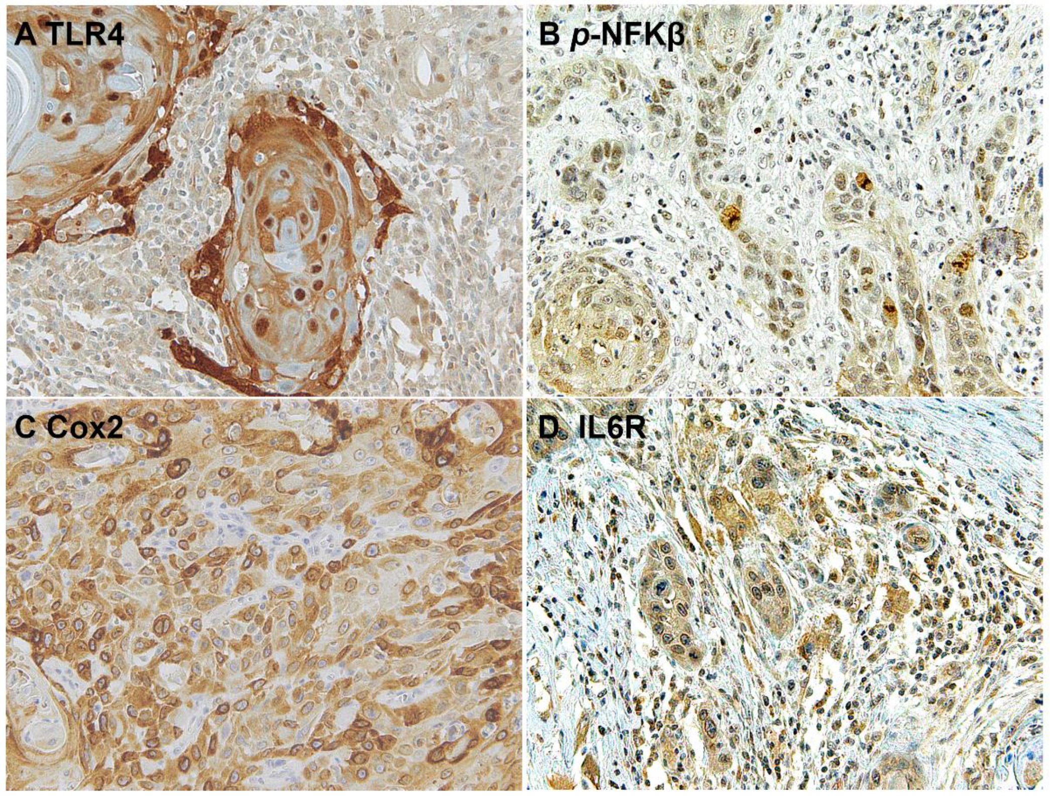 Biomolecules 12 00385 g006