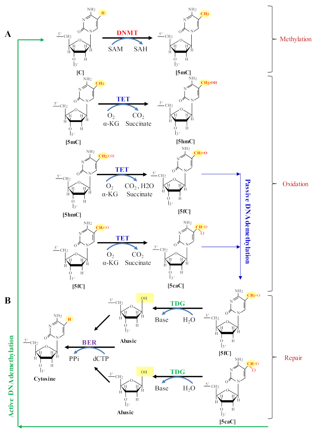 Biomolecules 12 00417 g003 Biomolecules 12 00417 g003