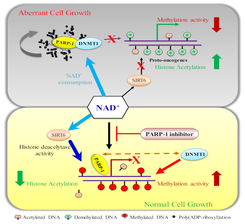 Biomolecules 12 00417 g004 Biomolecules 12 00417 g004