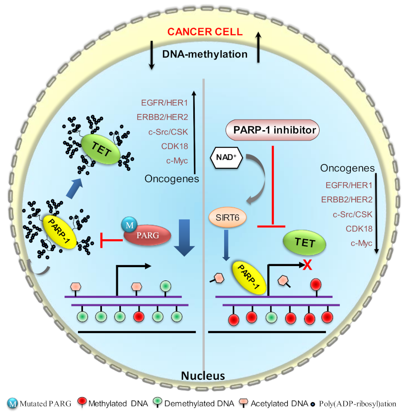 Biomolecules 12 00417 g006 Biomolecules 12 00417 g006
