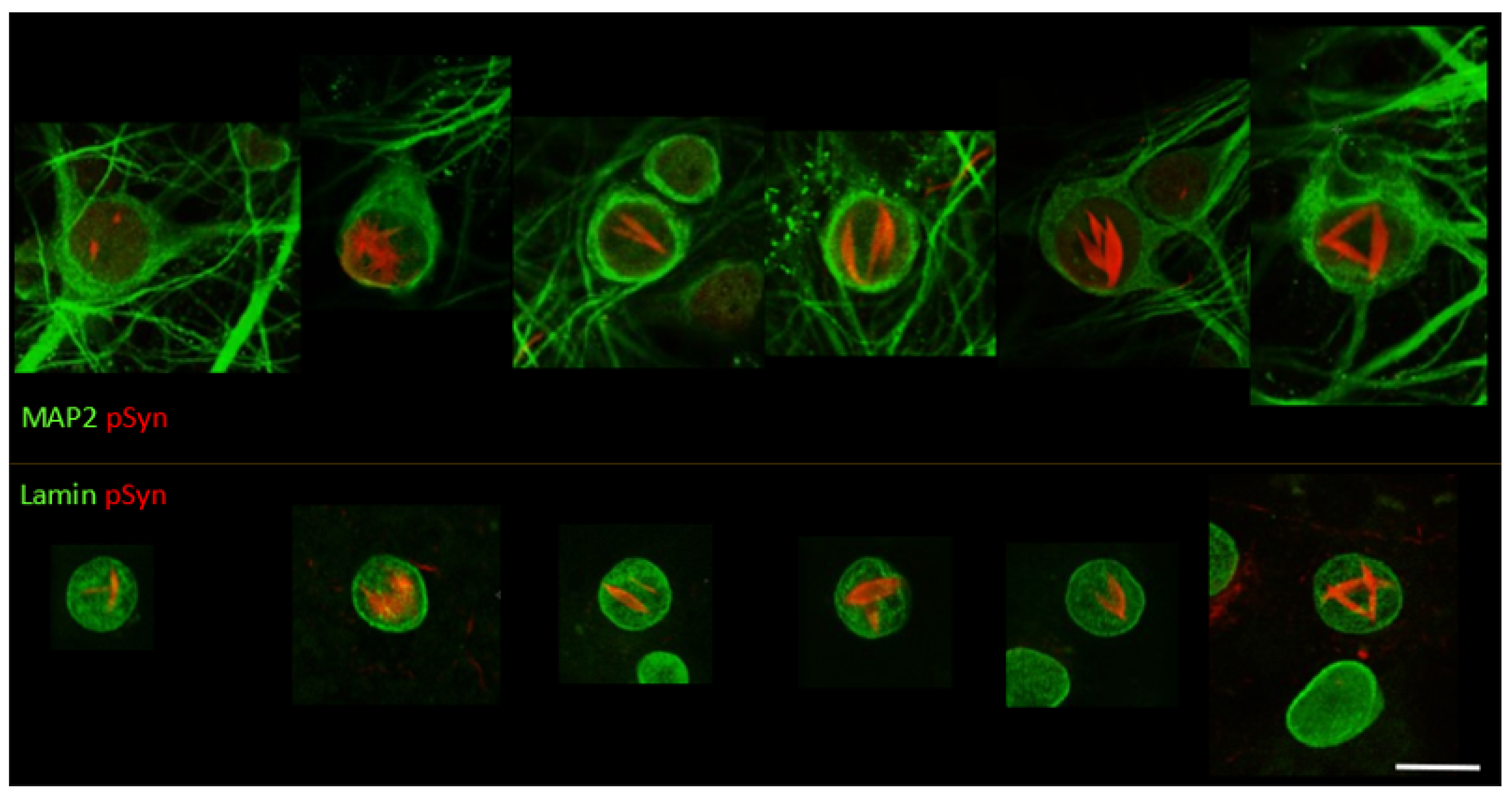 Biomolecules 12 00436 g004 Biomolecules 12 00436 g004
