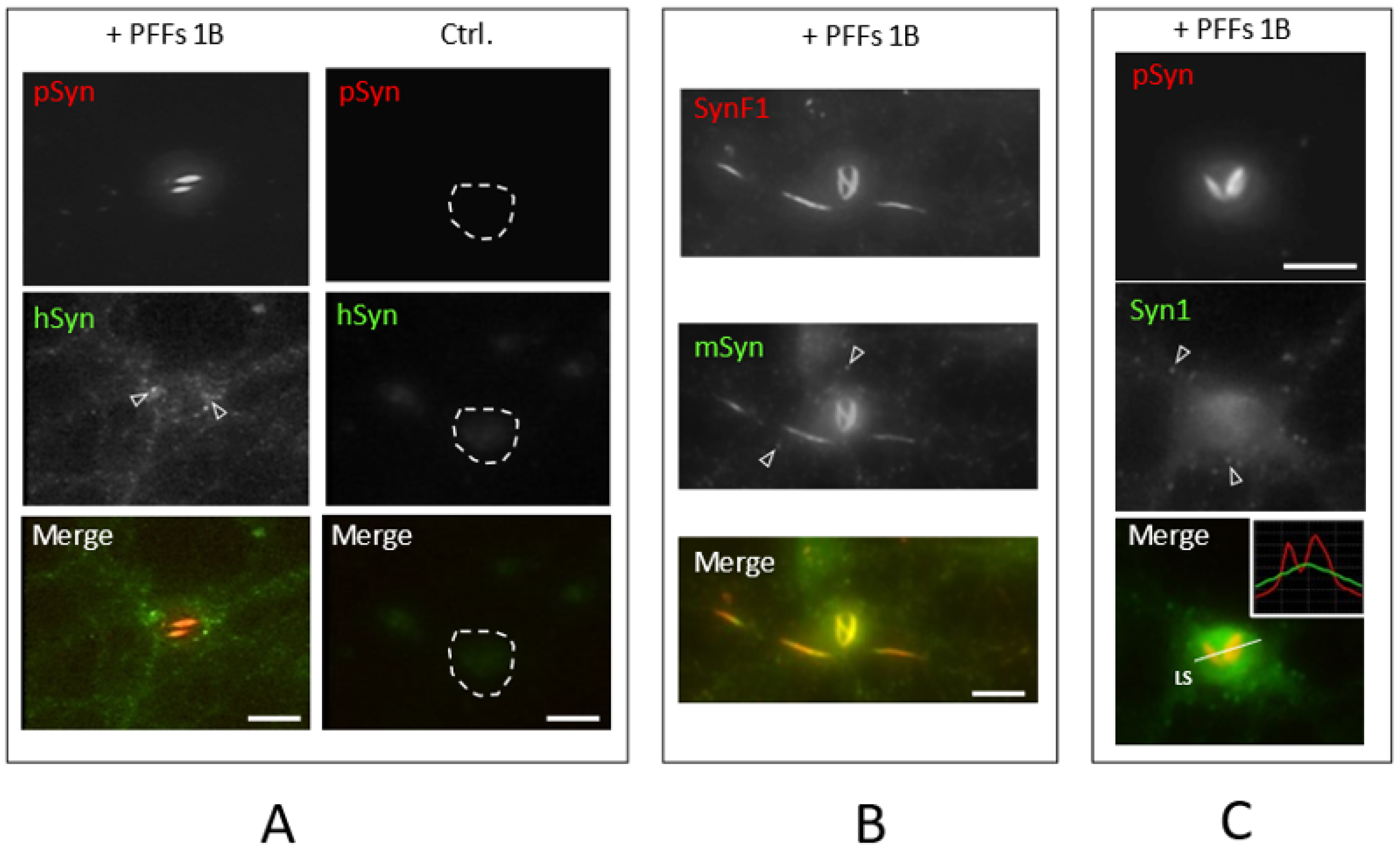 Biomolecules 12 00436 g005 Biomolecules 12 00436 g005