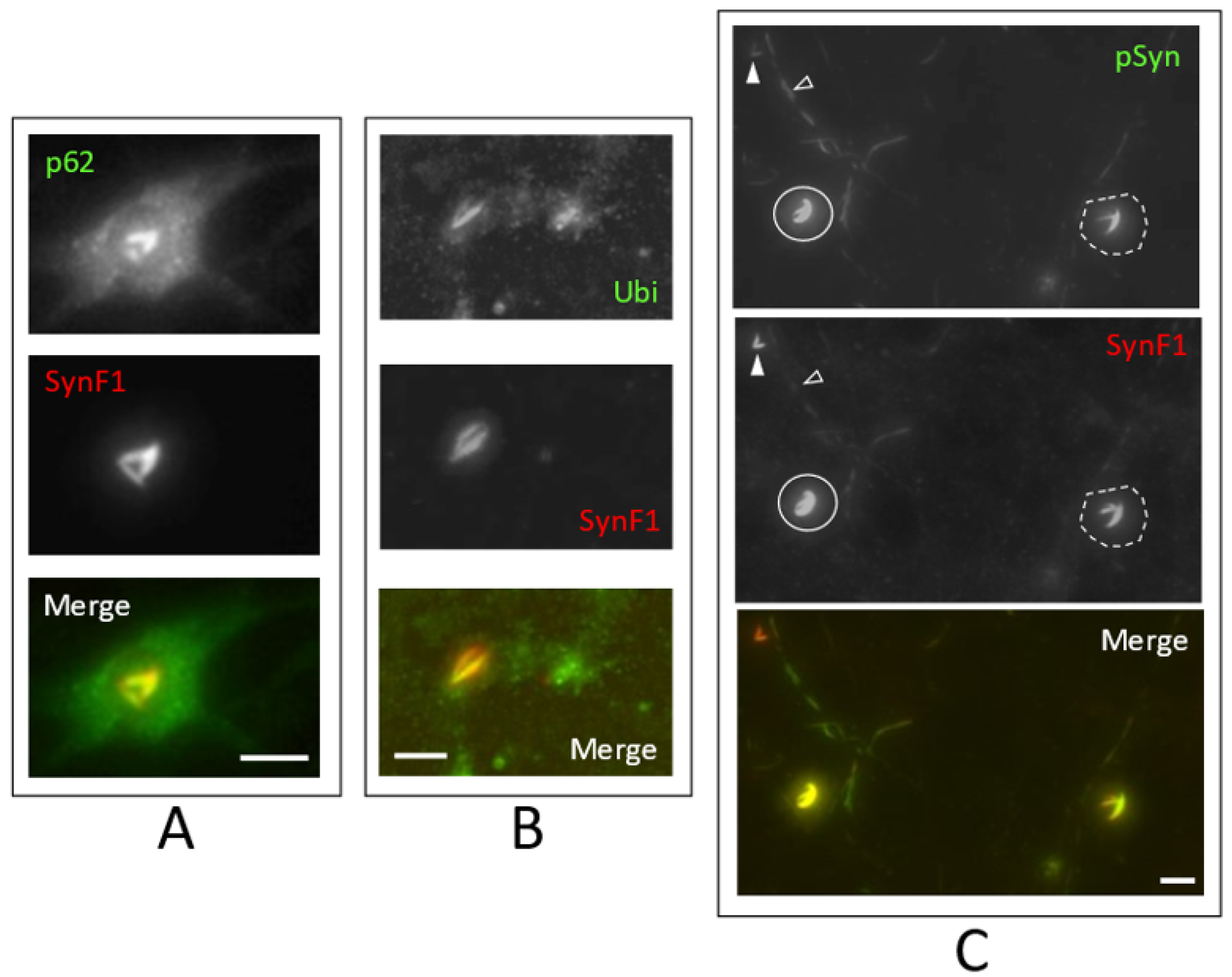 Biomolecules 12 00436 g006 Biomolecules 12 00436 g006