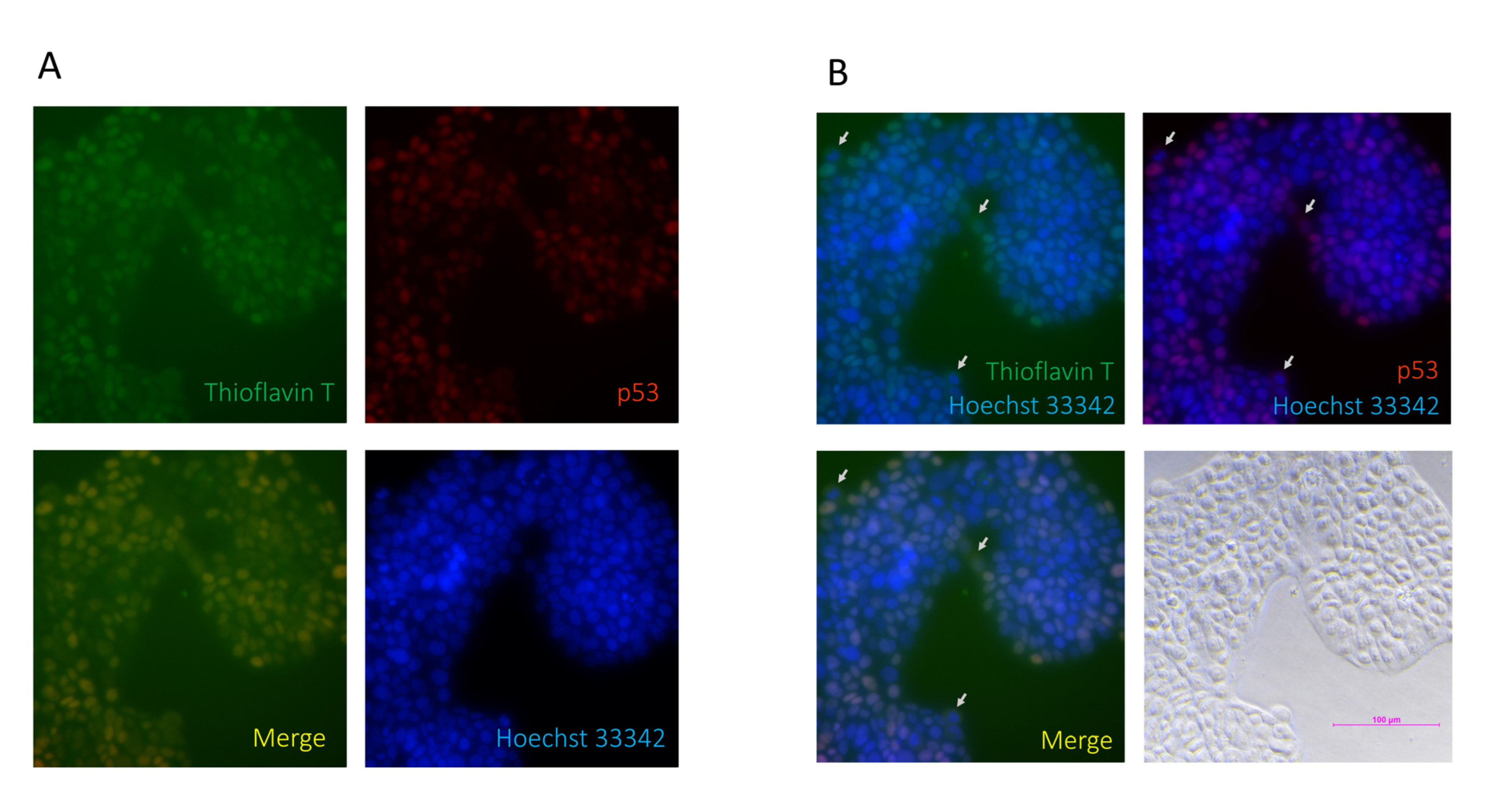 Biomolecules 12 00438 g004