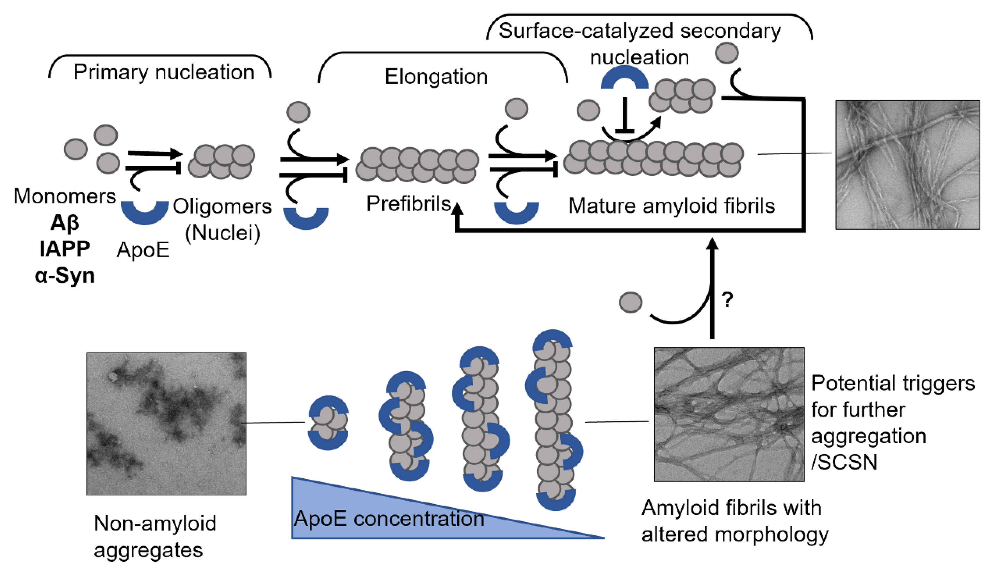 Biomolecules 12 00446 g005