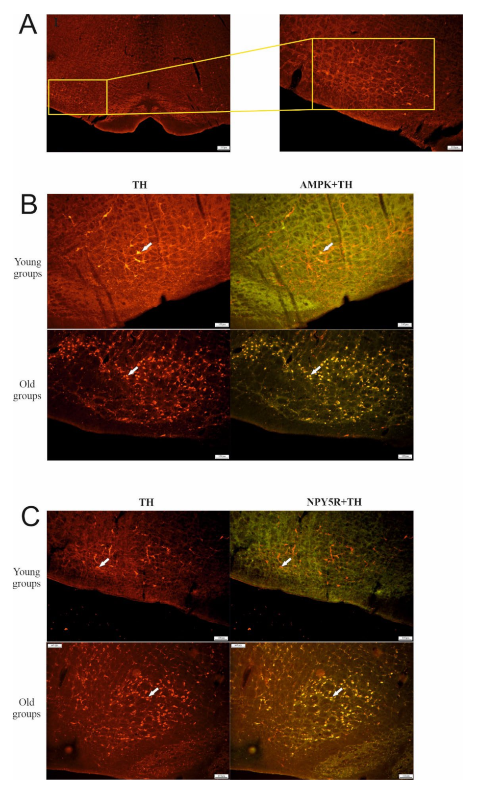 Biomolecules 12 00449 g001