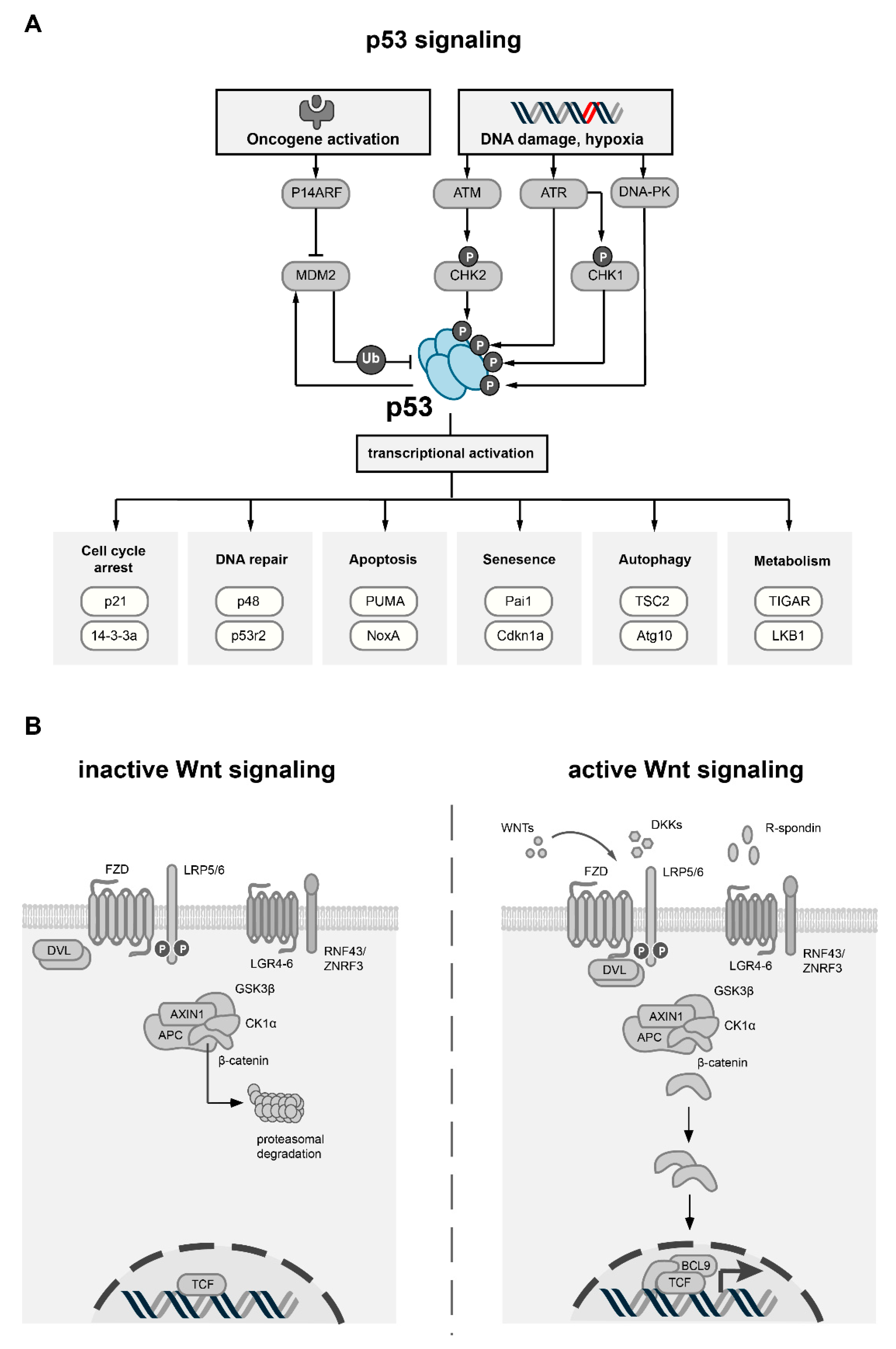 Cross-Talk between p53 and Wnt Signaling in Cancer | MDPI