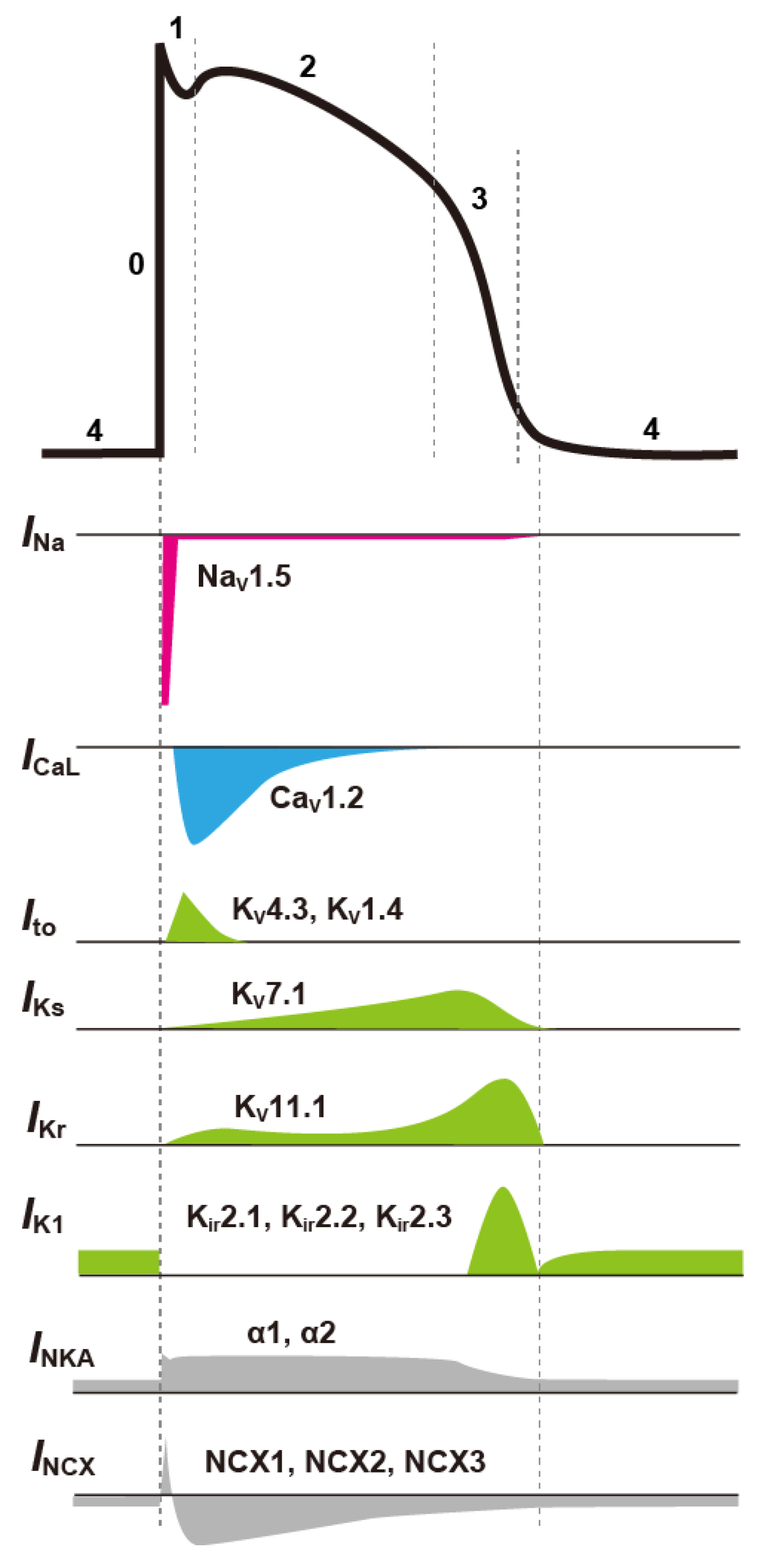 Biomolecules 12 00459 g001 Biomolecules 12 00459 g001