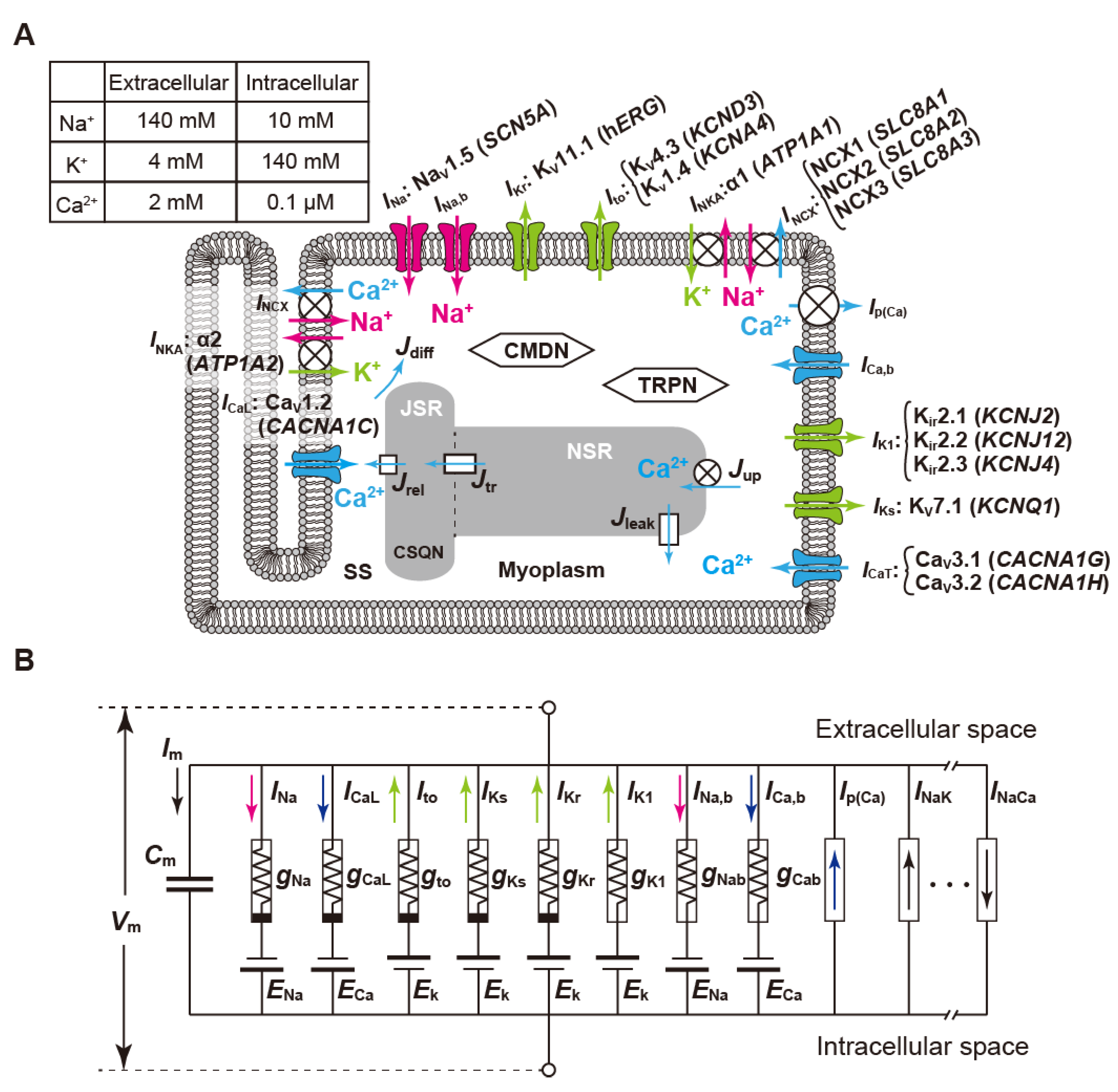 Biomolecules 12 00459 g004 Biomolecules 12 00459 g004
